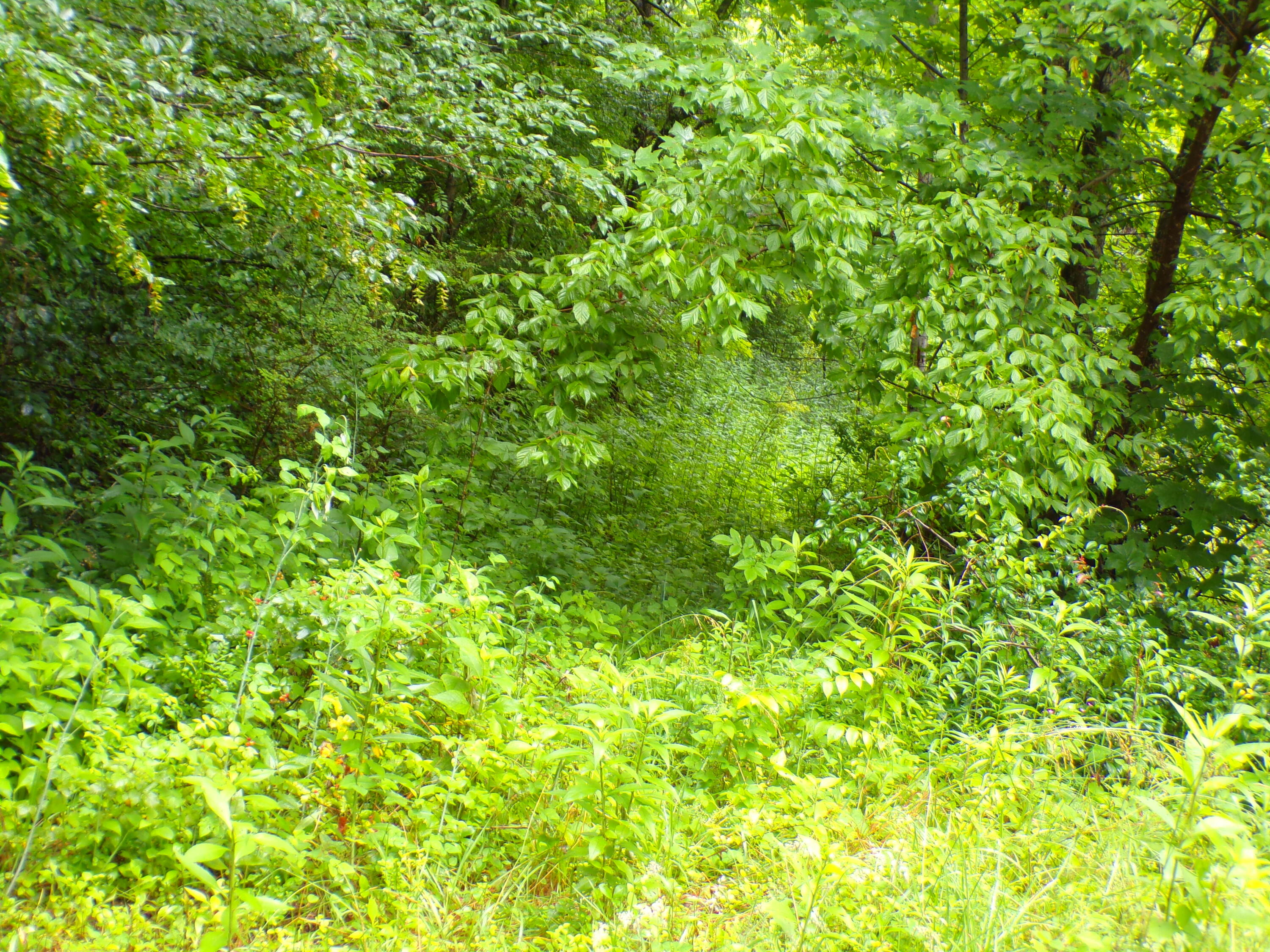 Tbd Tiger Creek Road, Roan Mountain, Tennessee image 3
