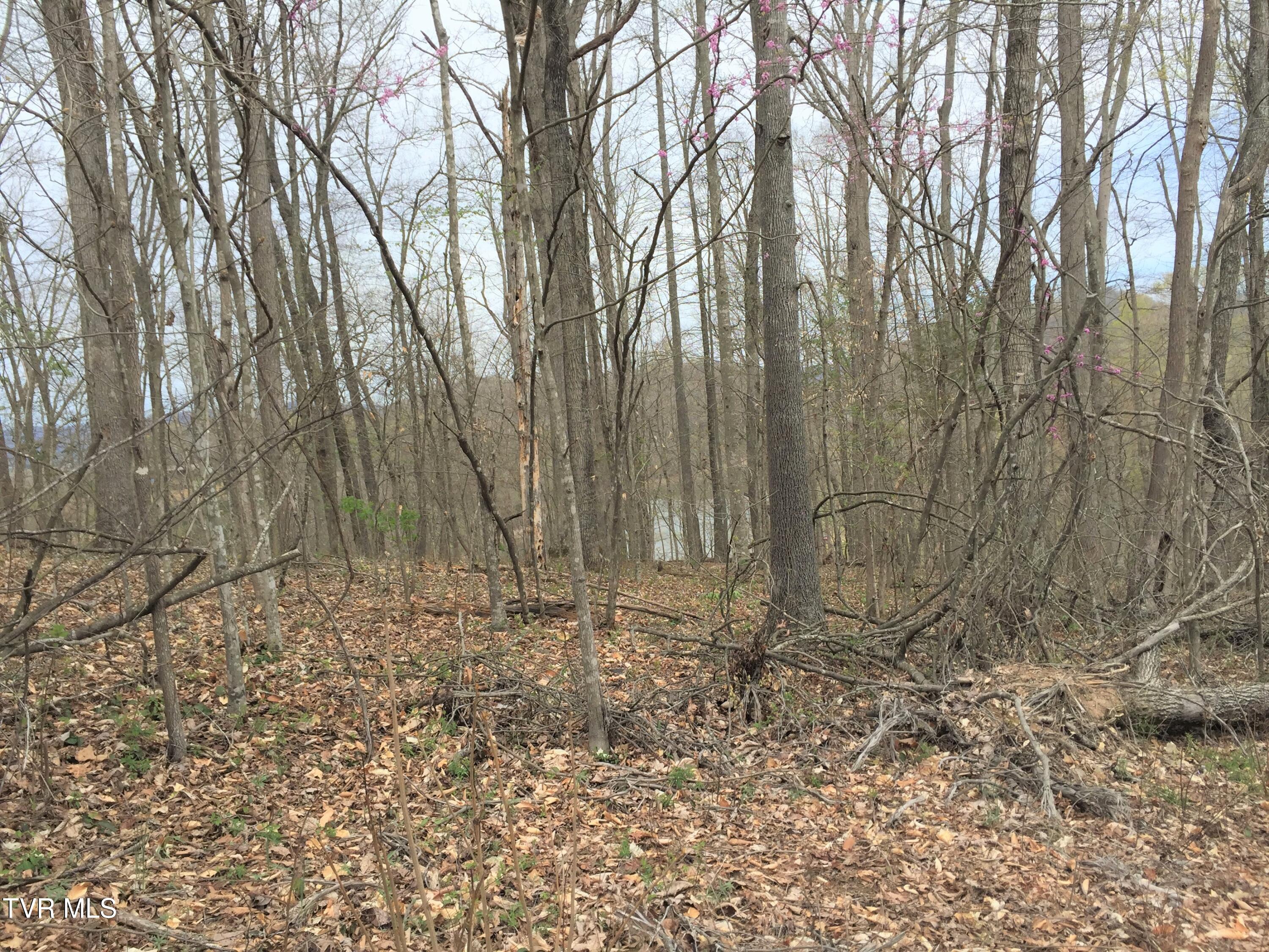 00 Horseshoe Bend Road, Rogersville, Tennessee image 4