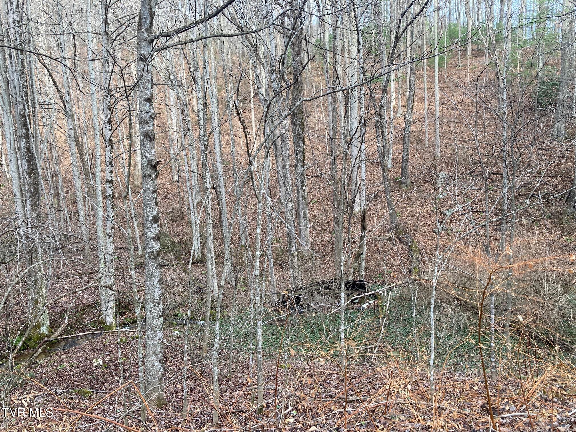 Tbd Rice Creek Rd, Flag Pond, Tennessee image 4