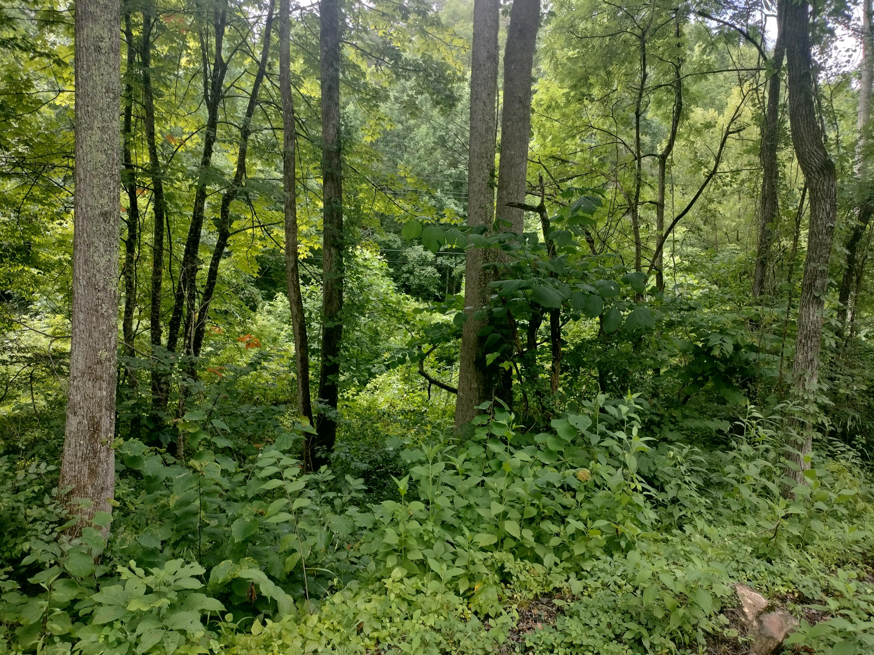 289 Early Branch Road, Rogersville, Tennessee image 20