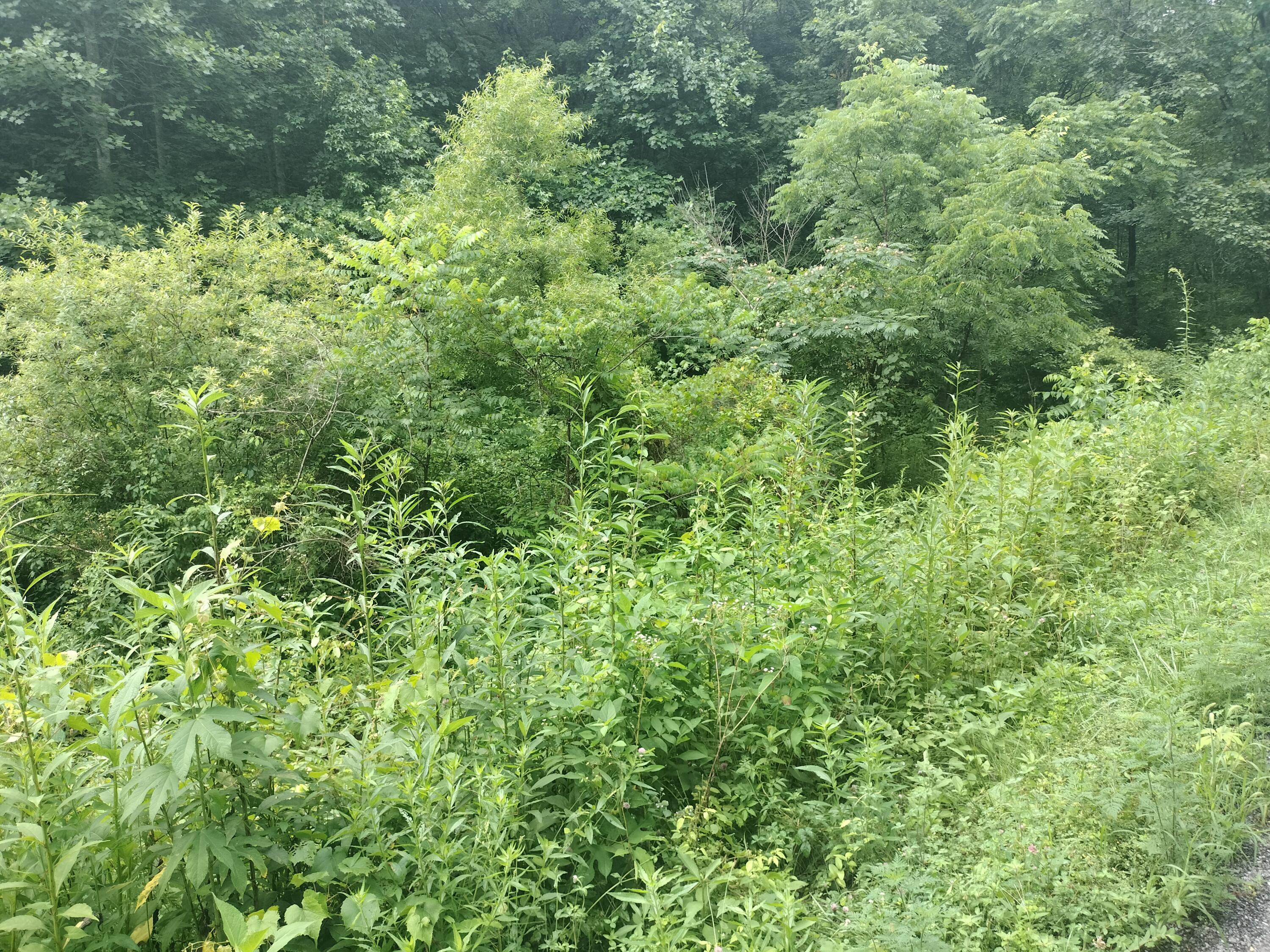 289 Early Branch Road, Rogersville, Tennessee image 28