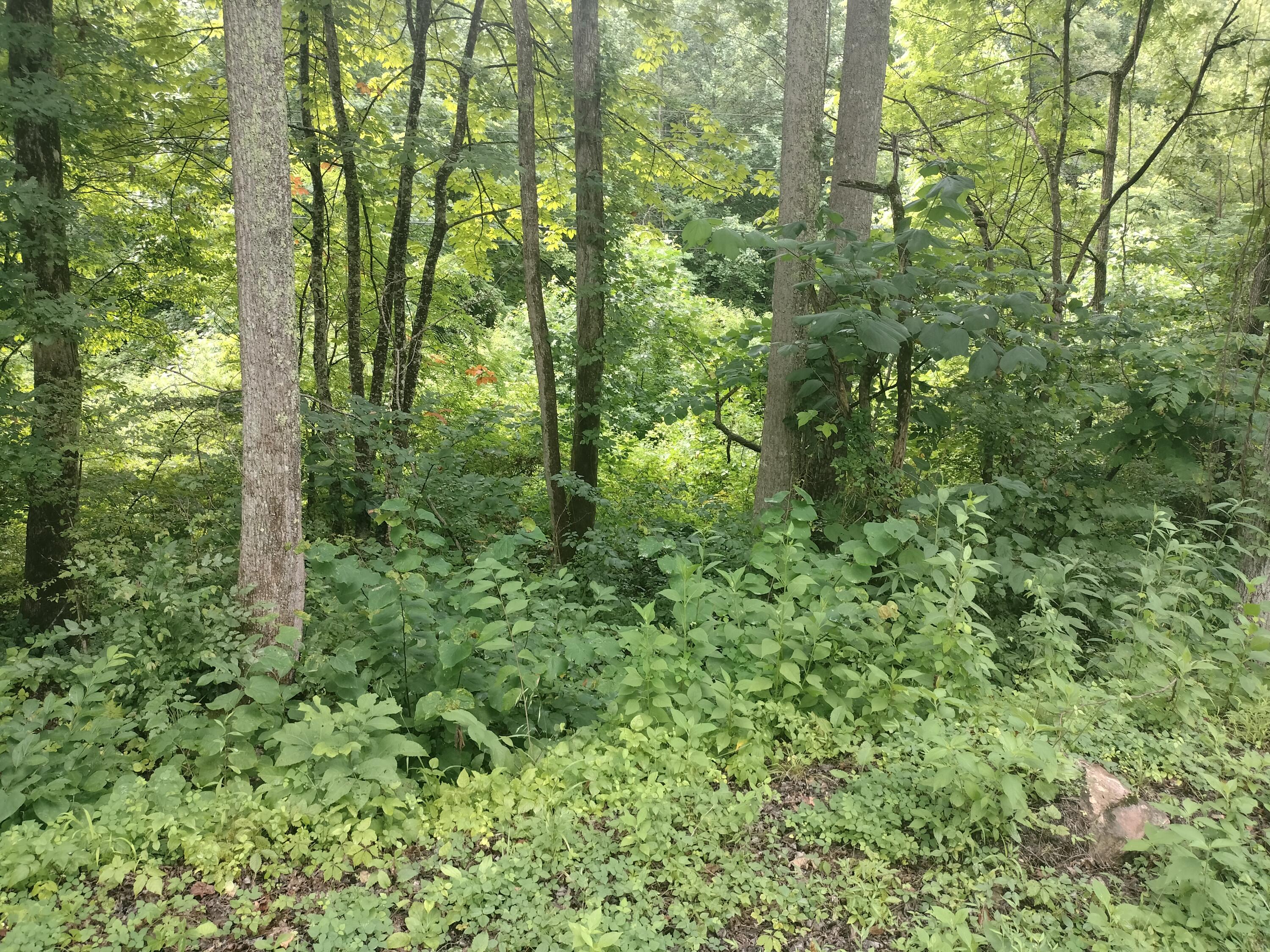 289 Early Branch Road, Rogersville, Tennessee image 22