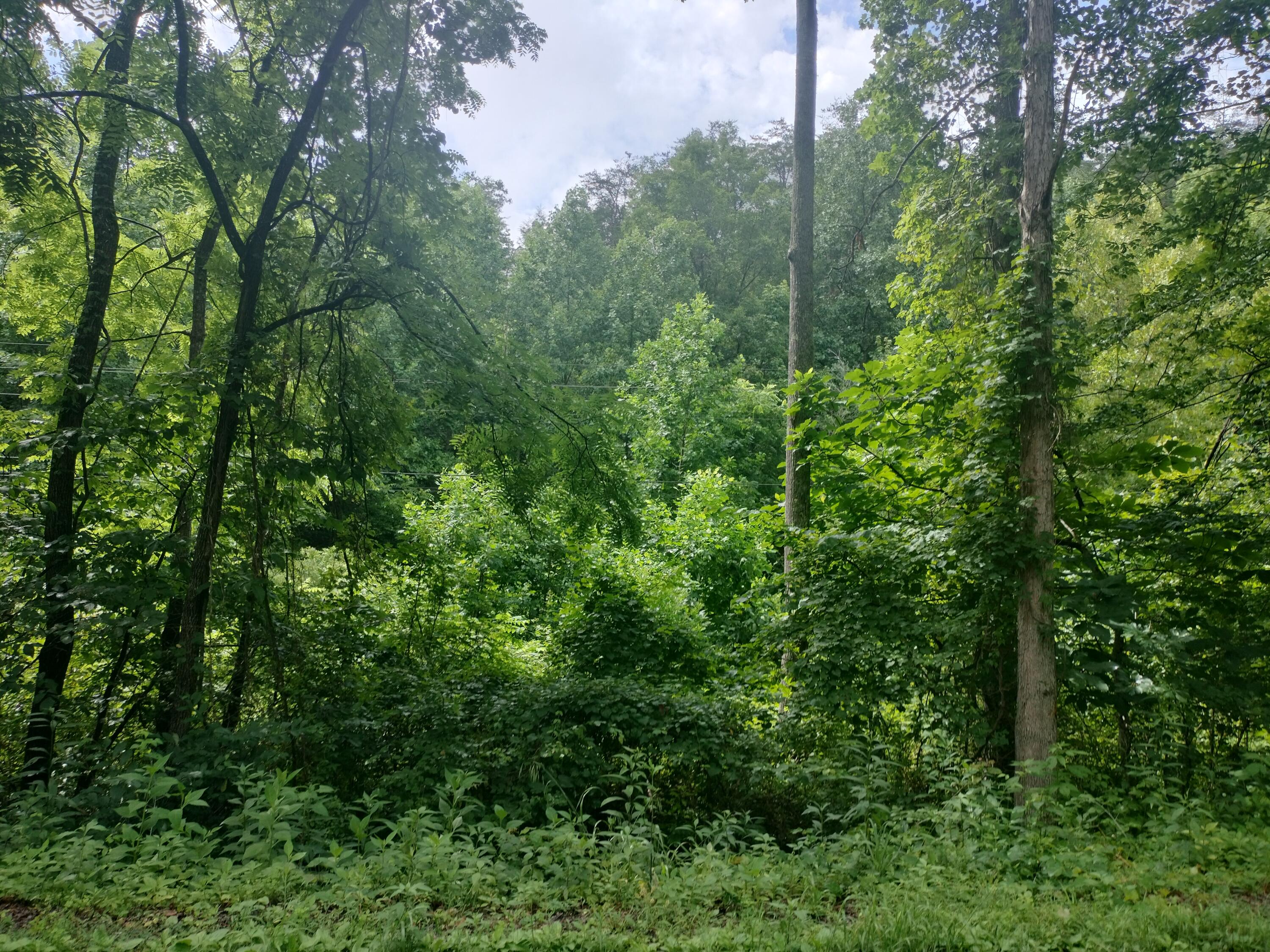 289 Early Branch Road, Rogersville, Tennessee image 23