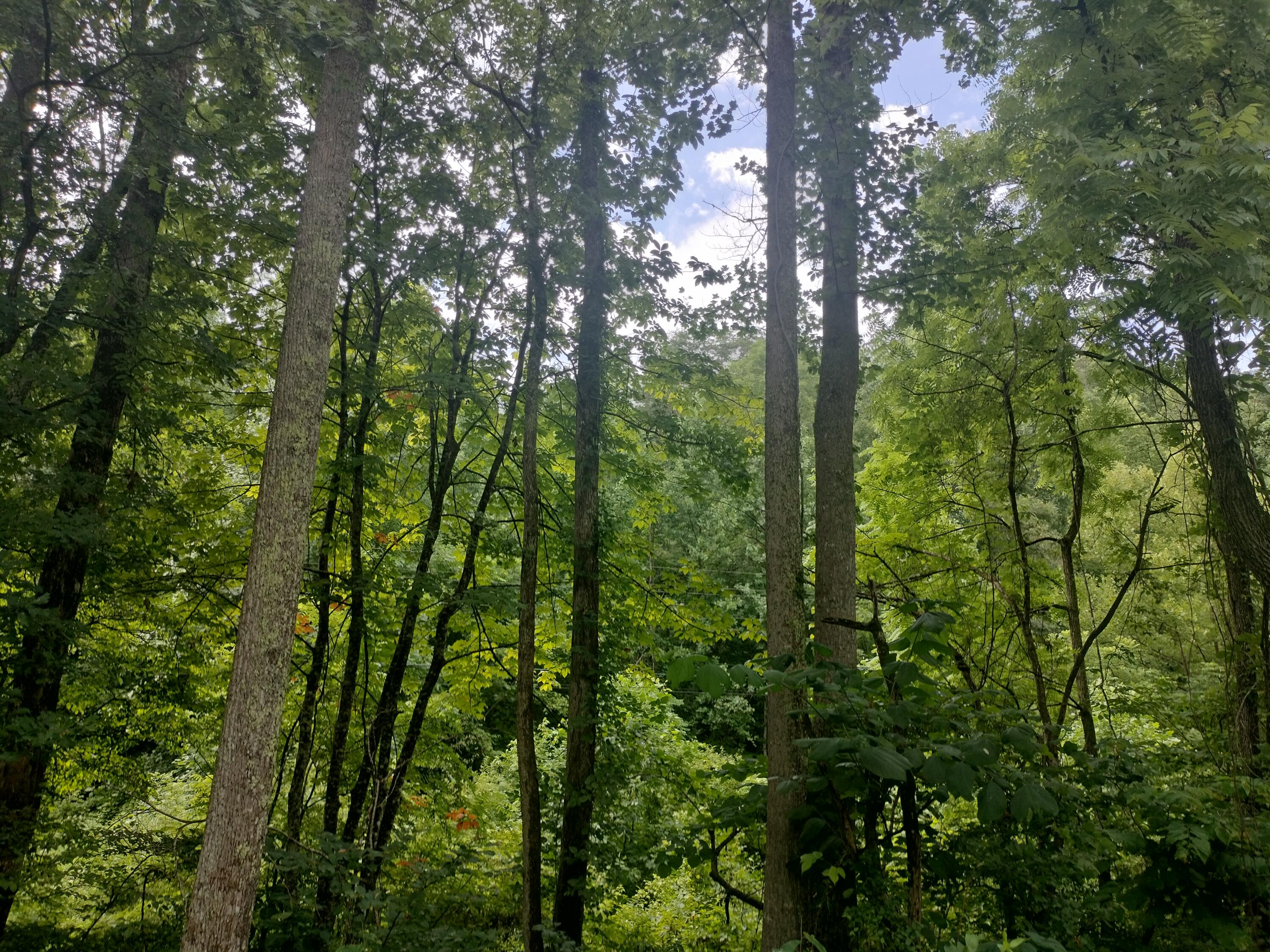 289 Early Branch Road, Rogersville, Tennessee image 21