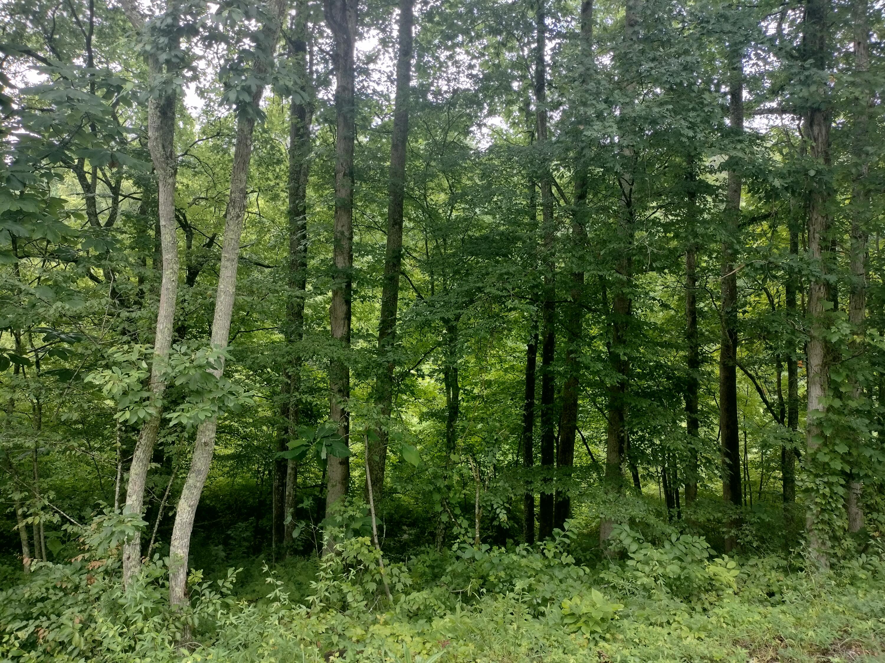 289 Early Branch Road, Rogersville, Tennessee image 17