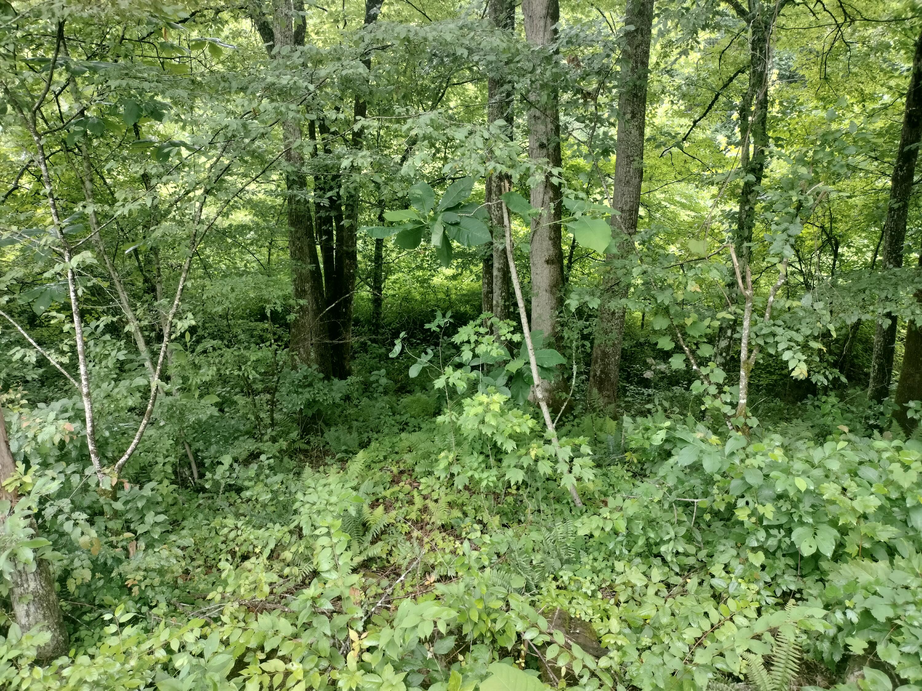 289 Early Branch Road, Rogersville, Tennessee image 18