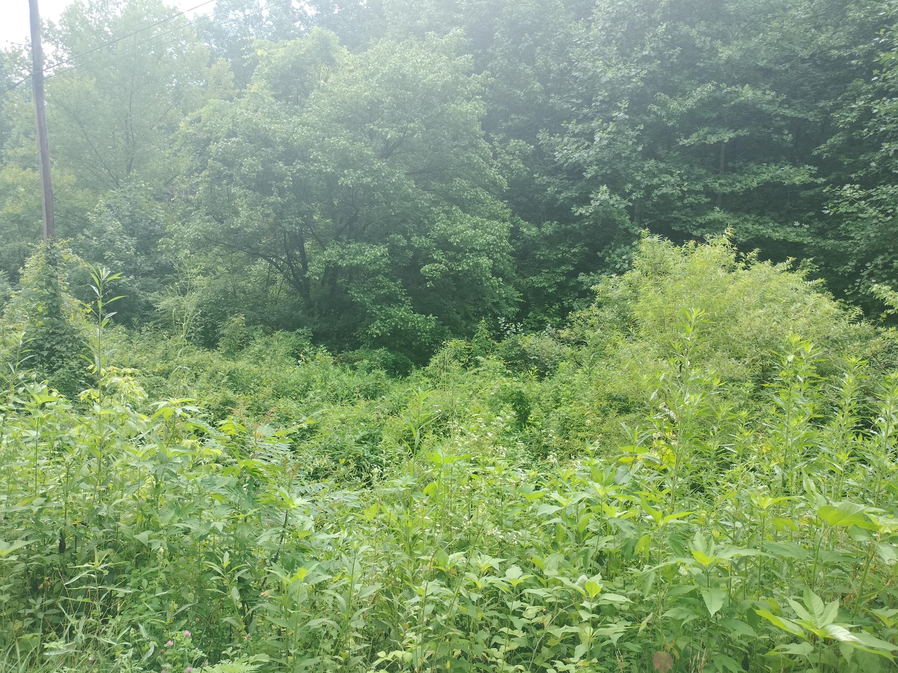 289 Early Branch Road, Rogersville, Tennessee image 27