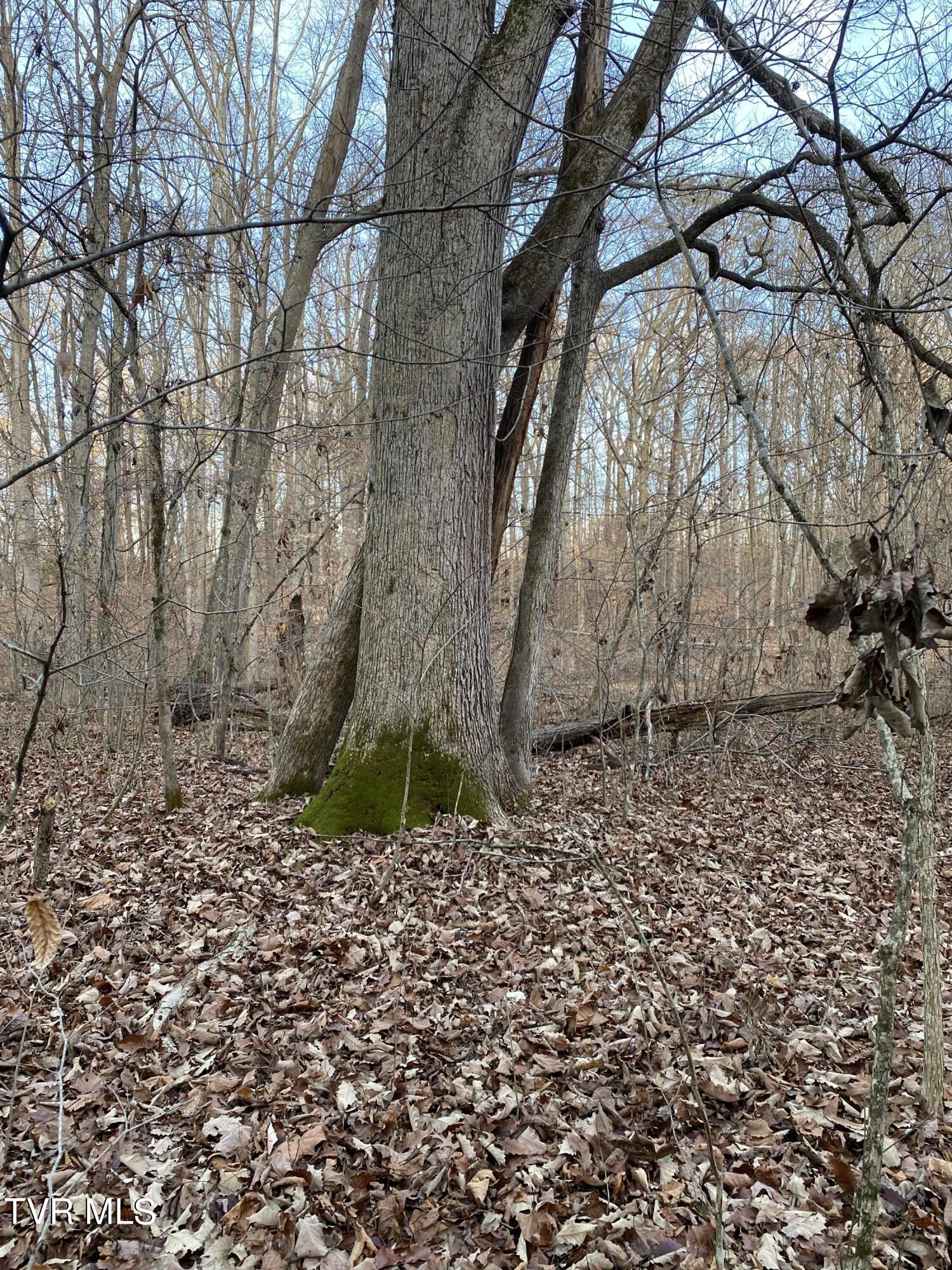 00 Williams  (42 Acres), Surgoinsville, Tennessee image 43