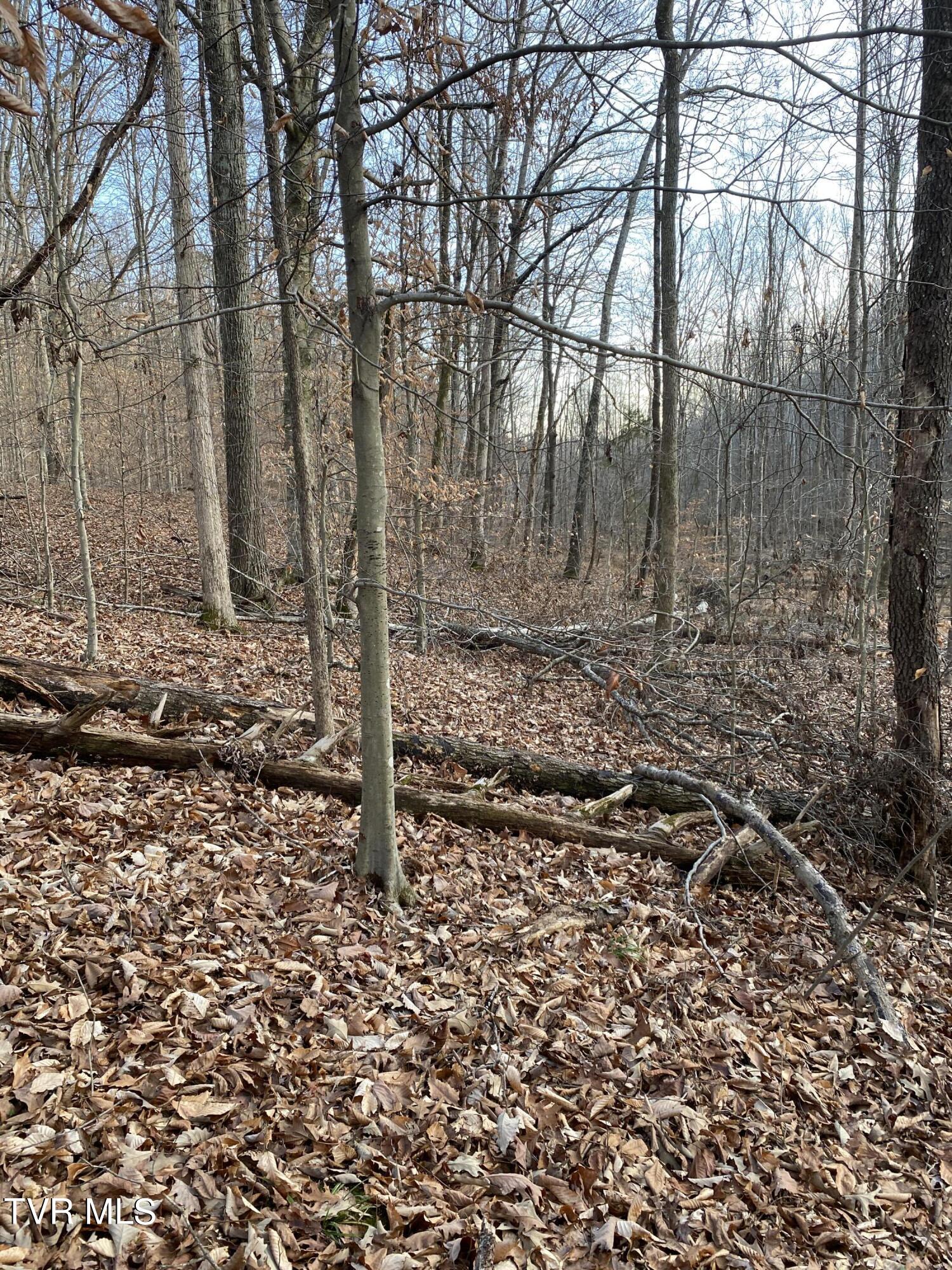 00 Williams  (42 Acres), Surgoinsville, Tennessee image 44