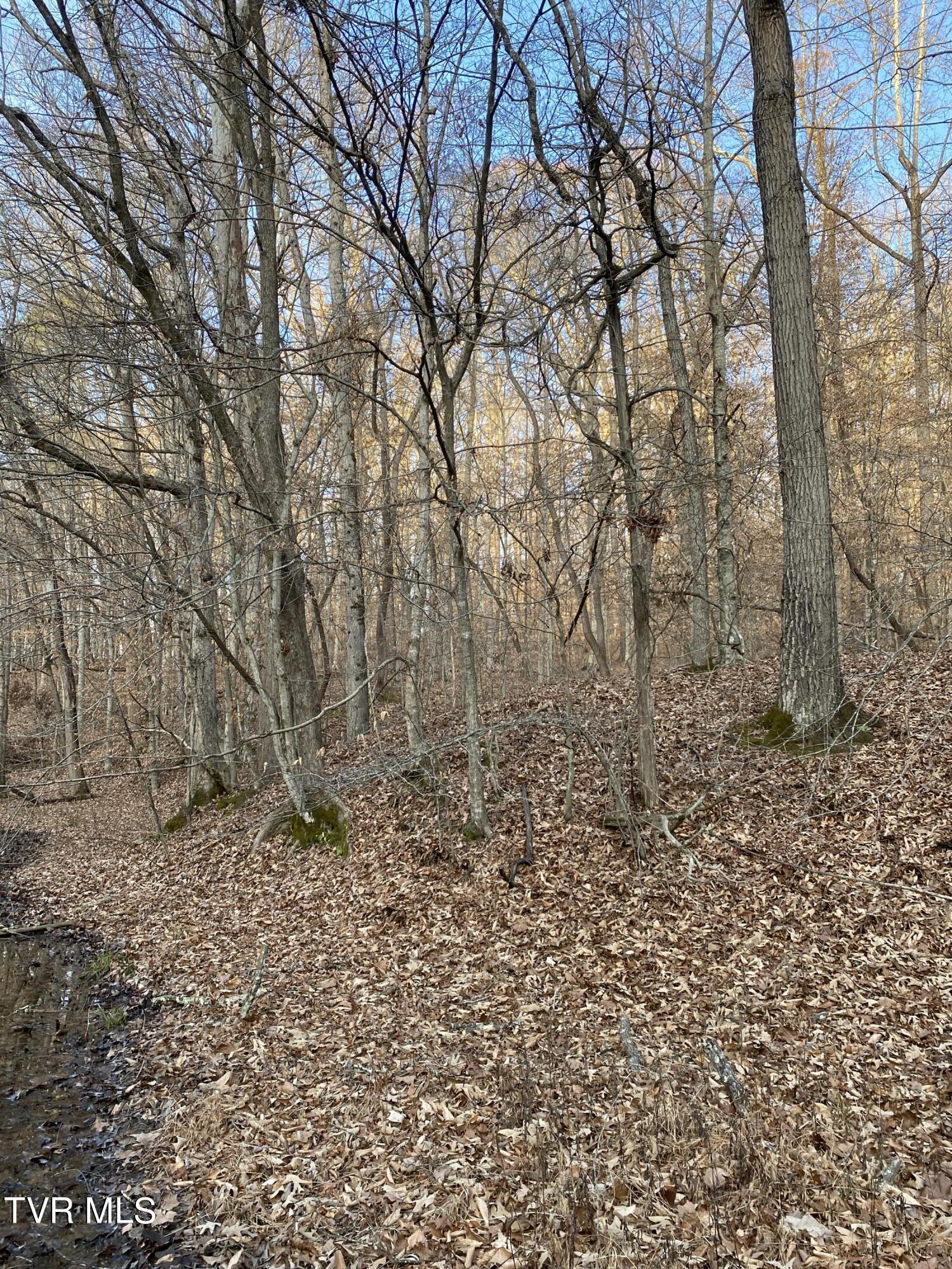 00 Williams  (42 Acres), Surgoinsville, Tennessee image 9