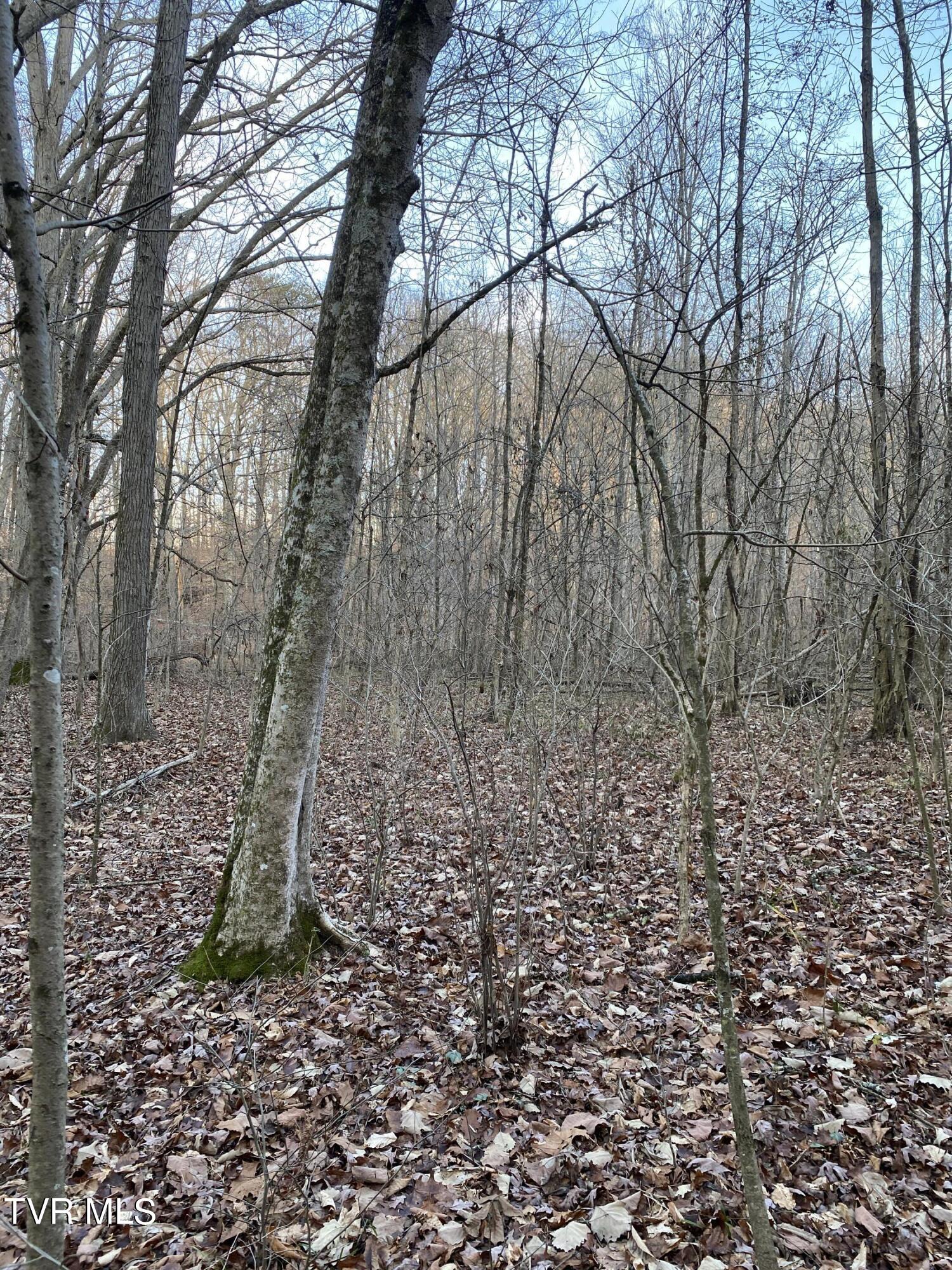 00 Williams  (42 Acres), Surgoinsville, Tennessee image 26