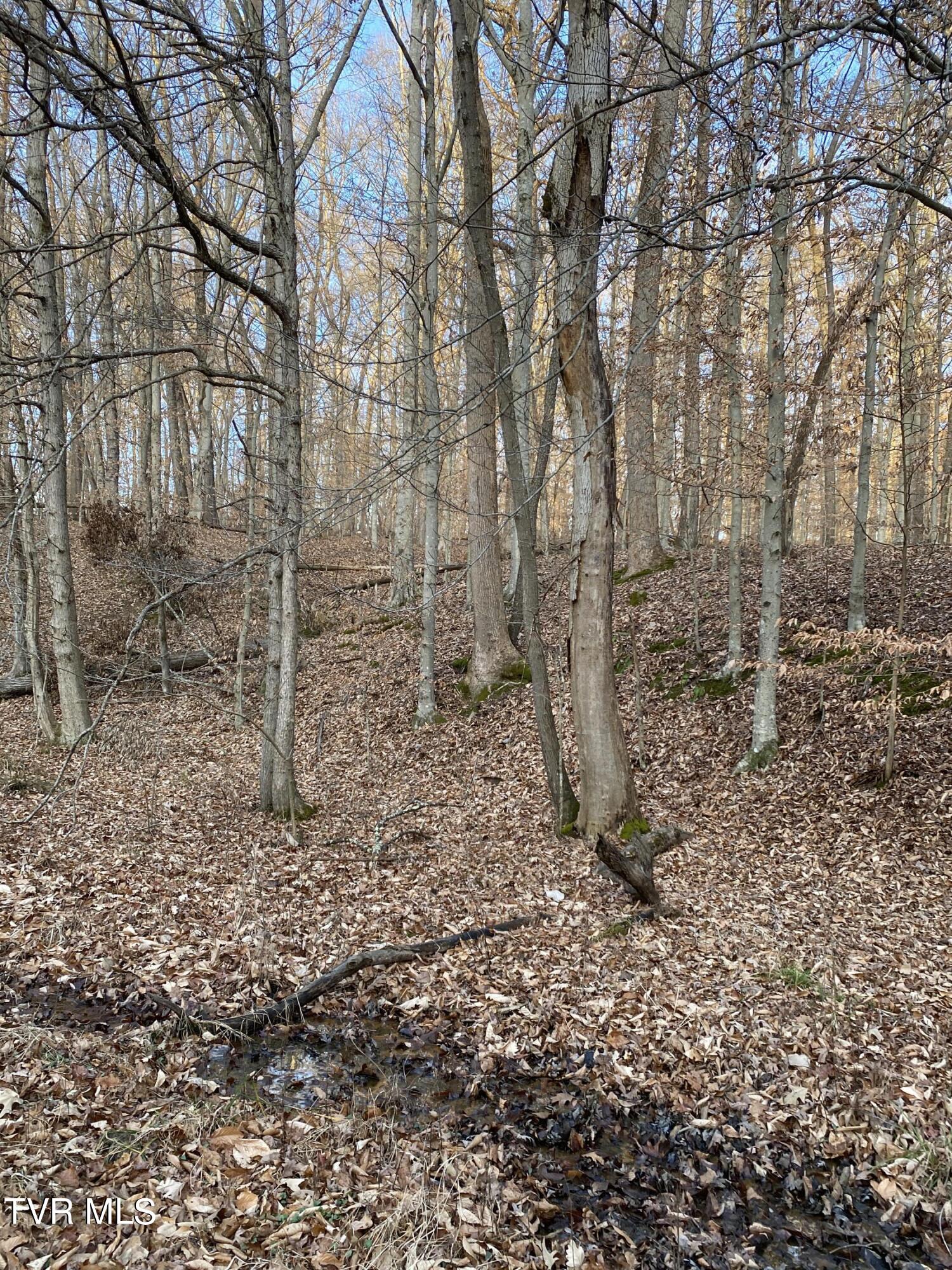 00 Williams  (42 Acres), Surgoinsville, Tennessee image 41