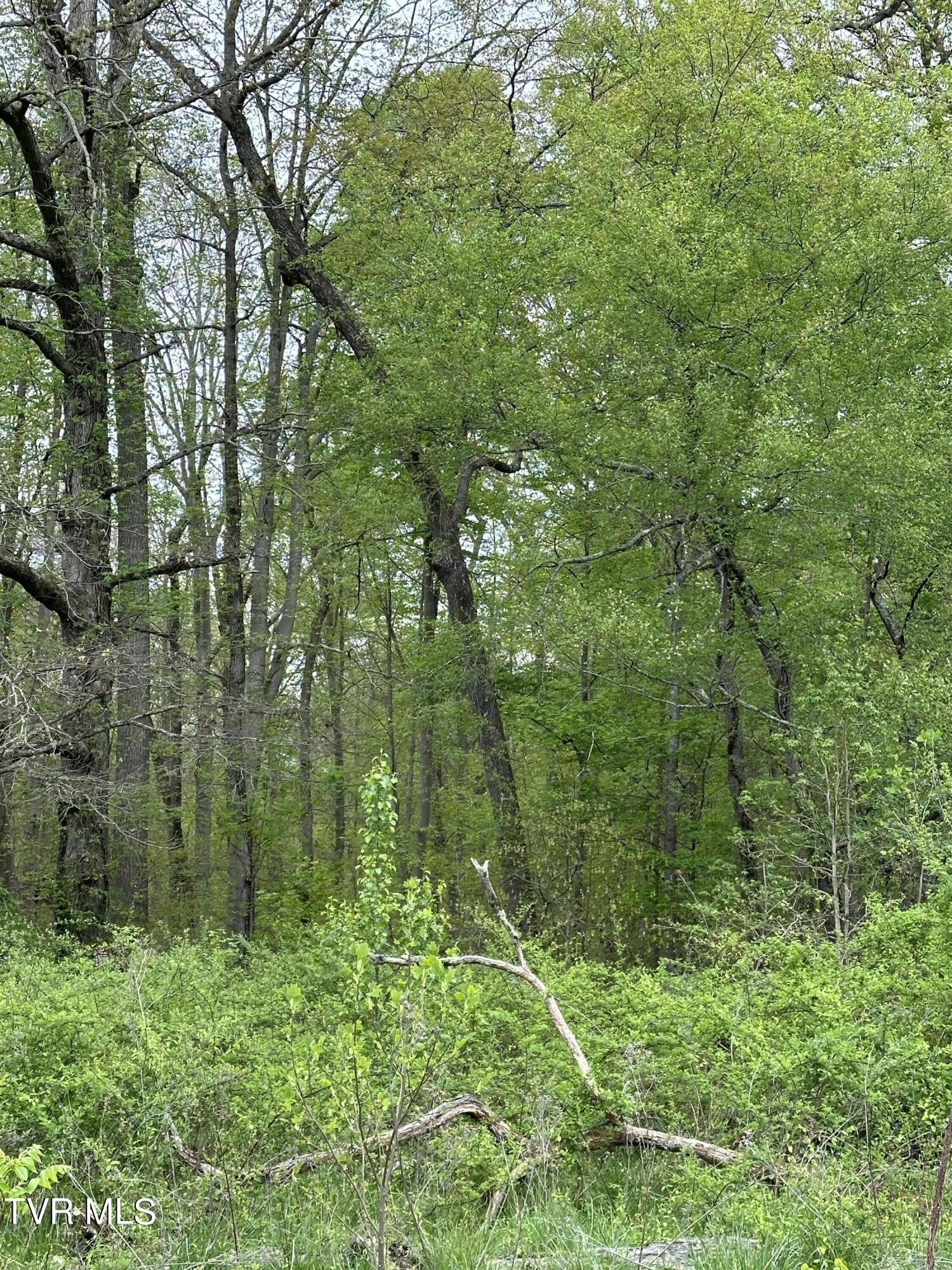 00 Williams  (42 Acres), Surgoinsville, Tennessee image 12
