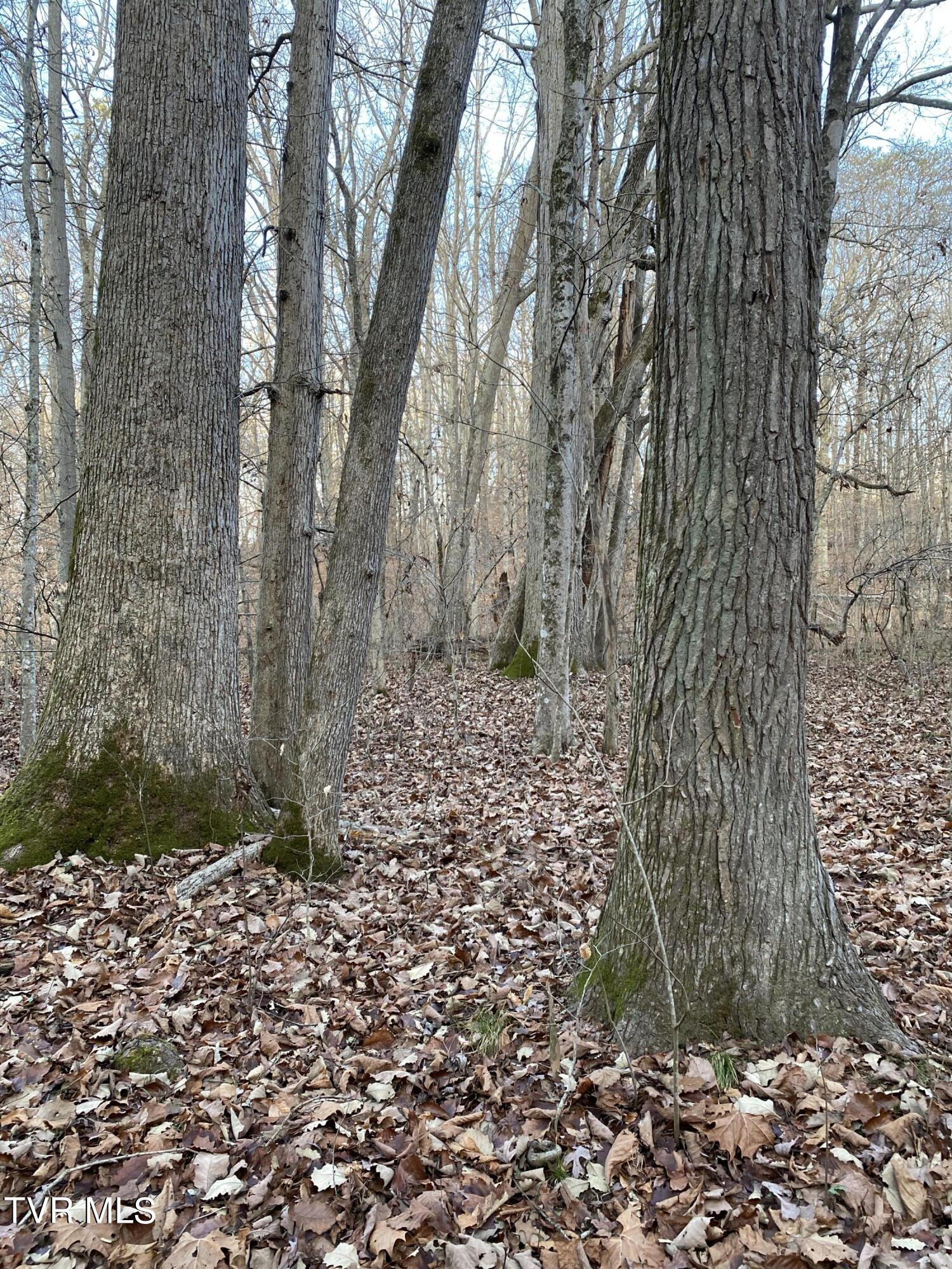00 Williams  (42 Acres), Surgoinsville, Tennessee image 6