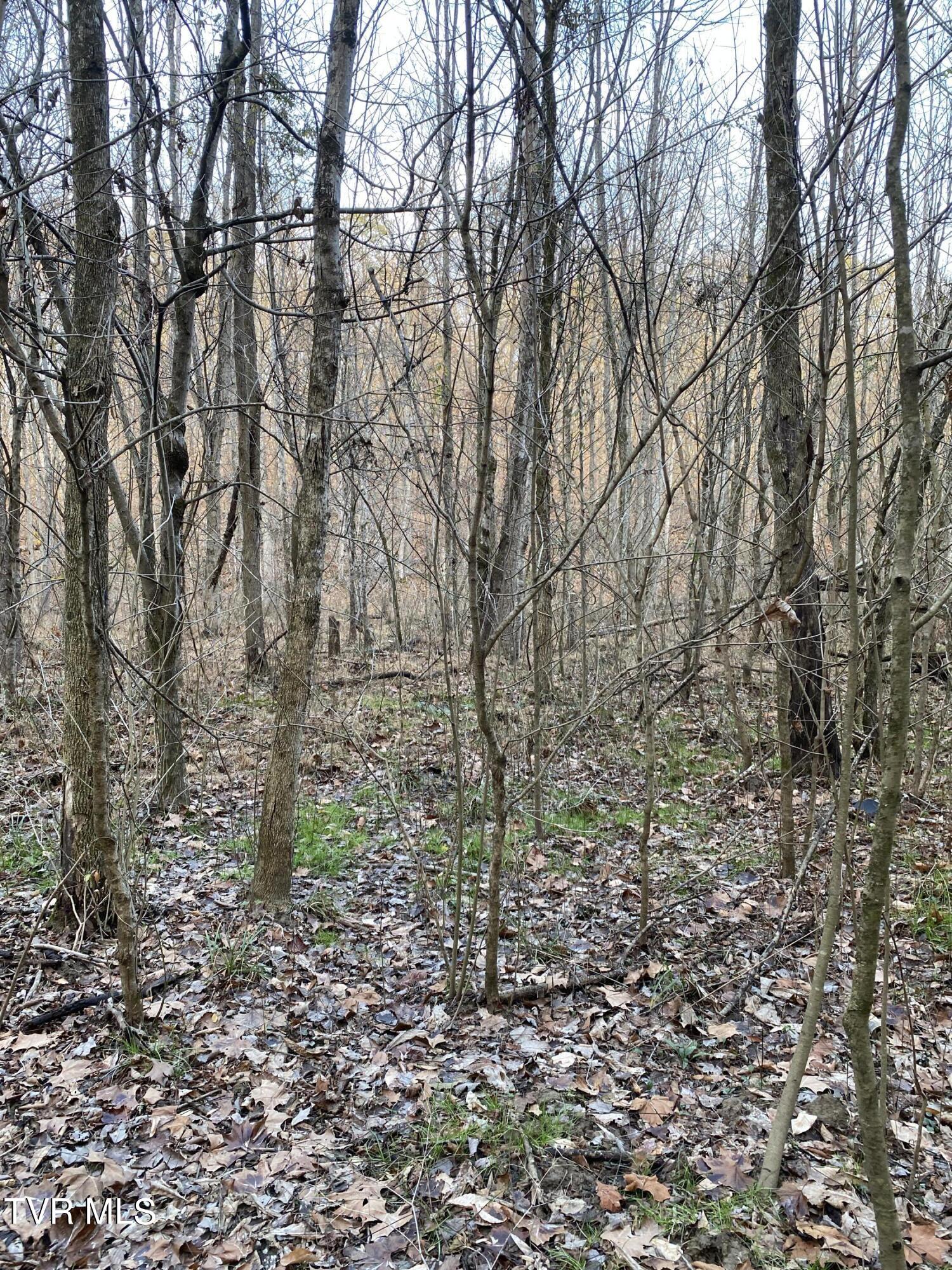 00 Williams  (42 Acres), Surgoinsville, Tennessee image 31