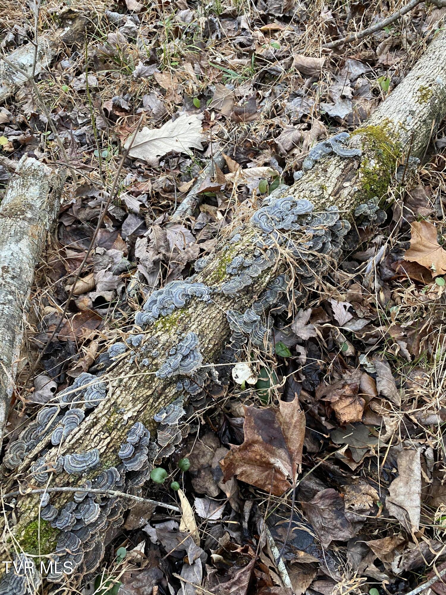 00 Williams  (42 Acres), Surgoinsville, Tennessee image 36