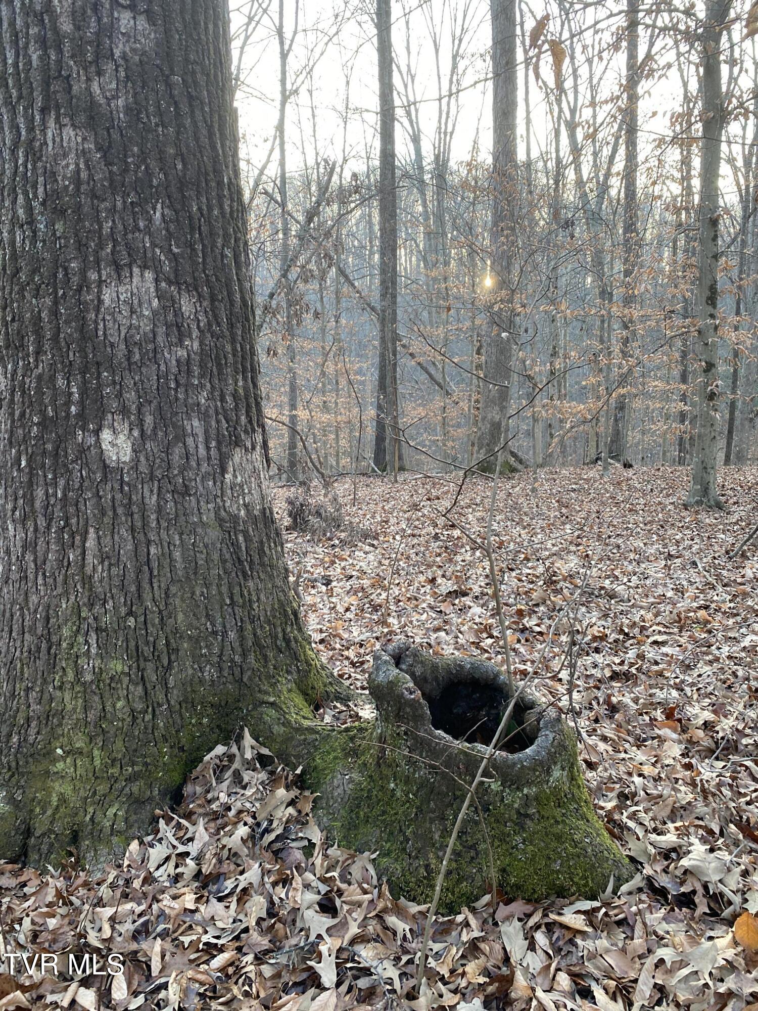 00 Williams  (42 Acres), Surgoinsville, Tennessee image 4