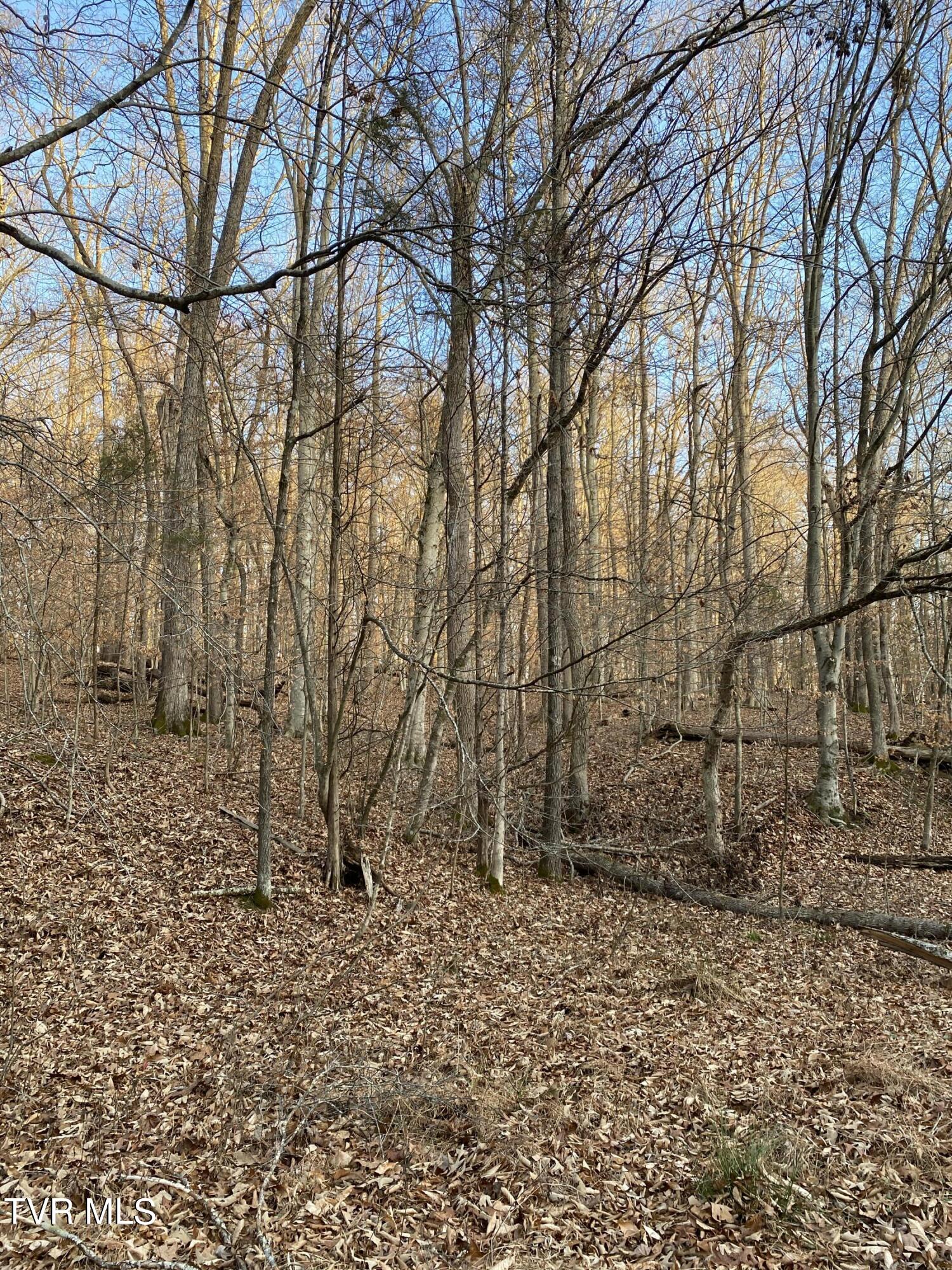 00 Williams  (42 Acres), Surgoinsville, Tennessee image 38