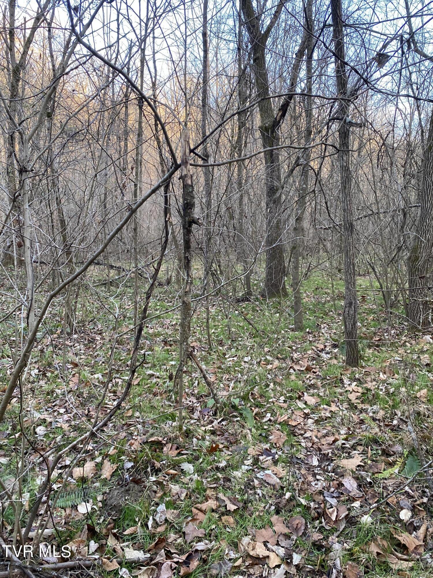 00 Williams  (42 Acres), Surgoinsville, Tennessee image 34