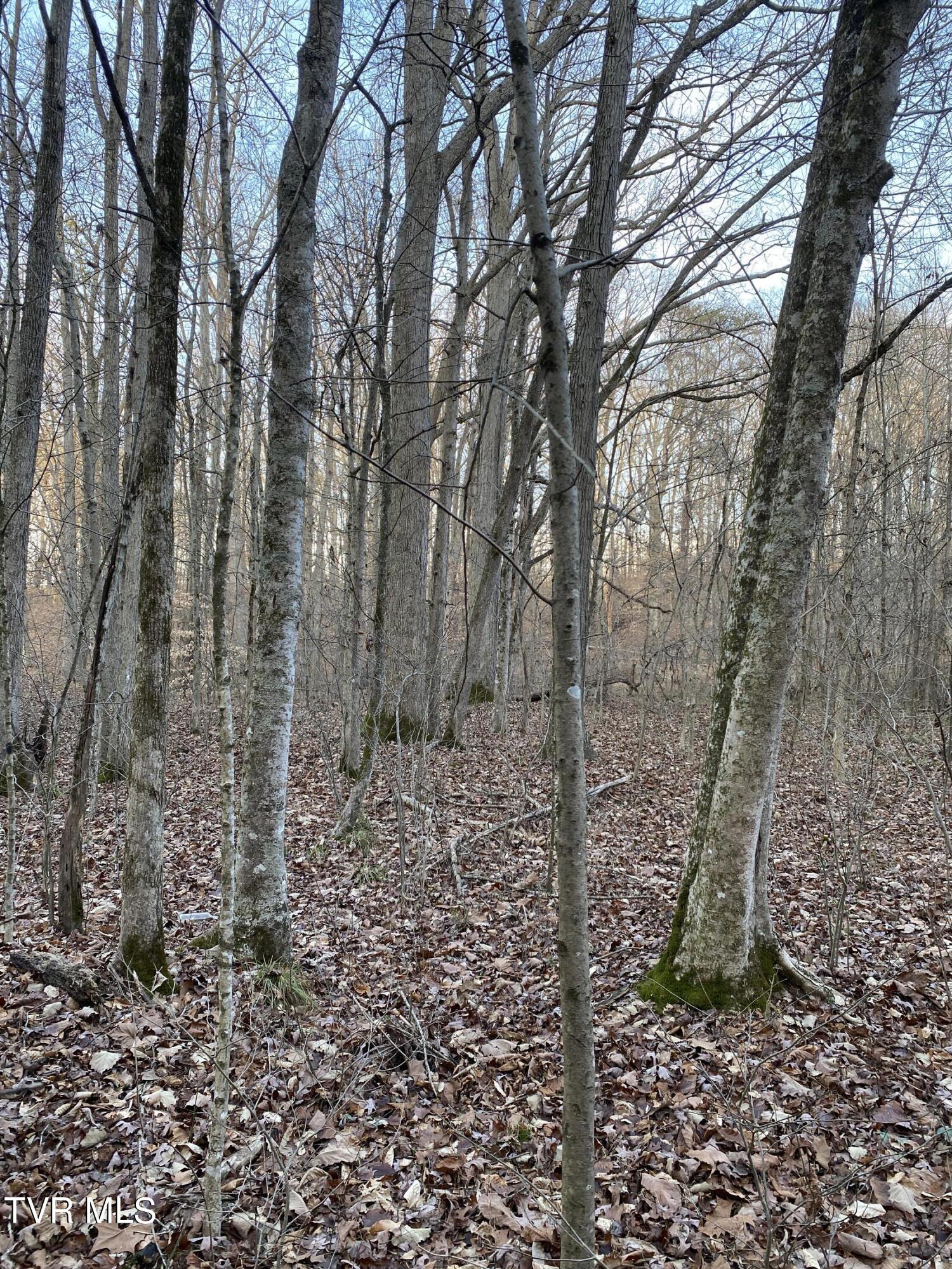 00 Williams  (42 Acres), Surgoinsville, Tennessee image 8