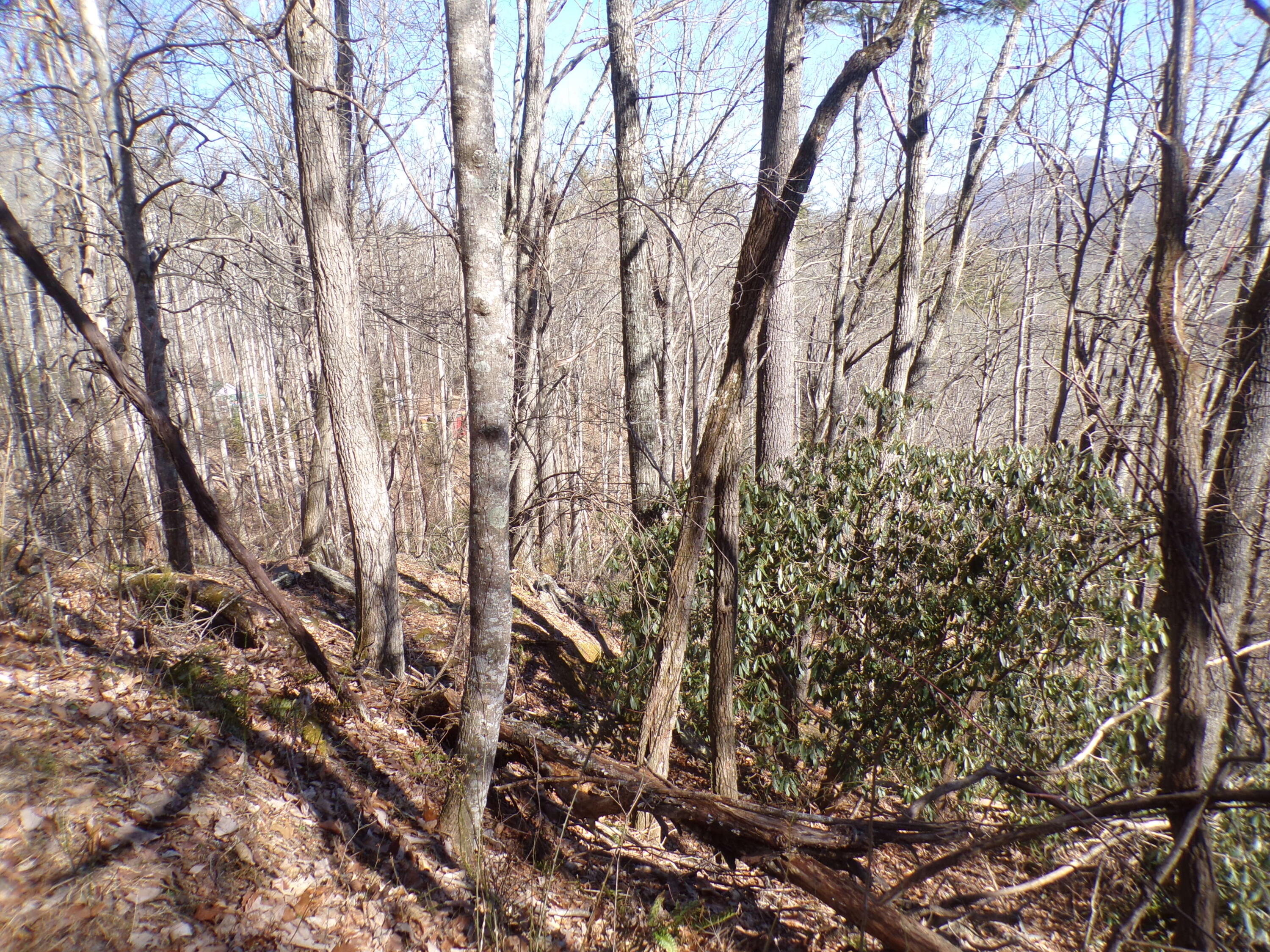 Tbd Banjo Ridge Road, Butler, Tennessee image 3