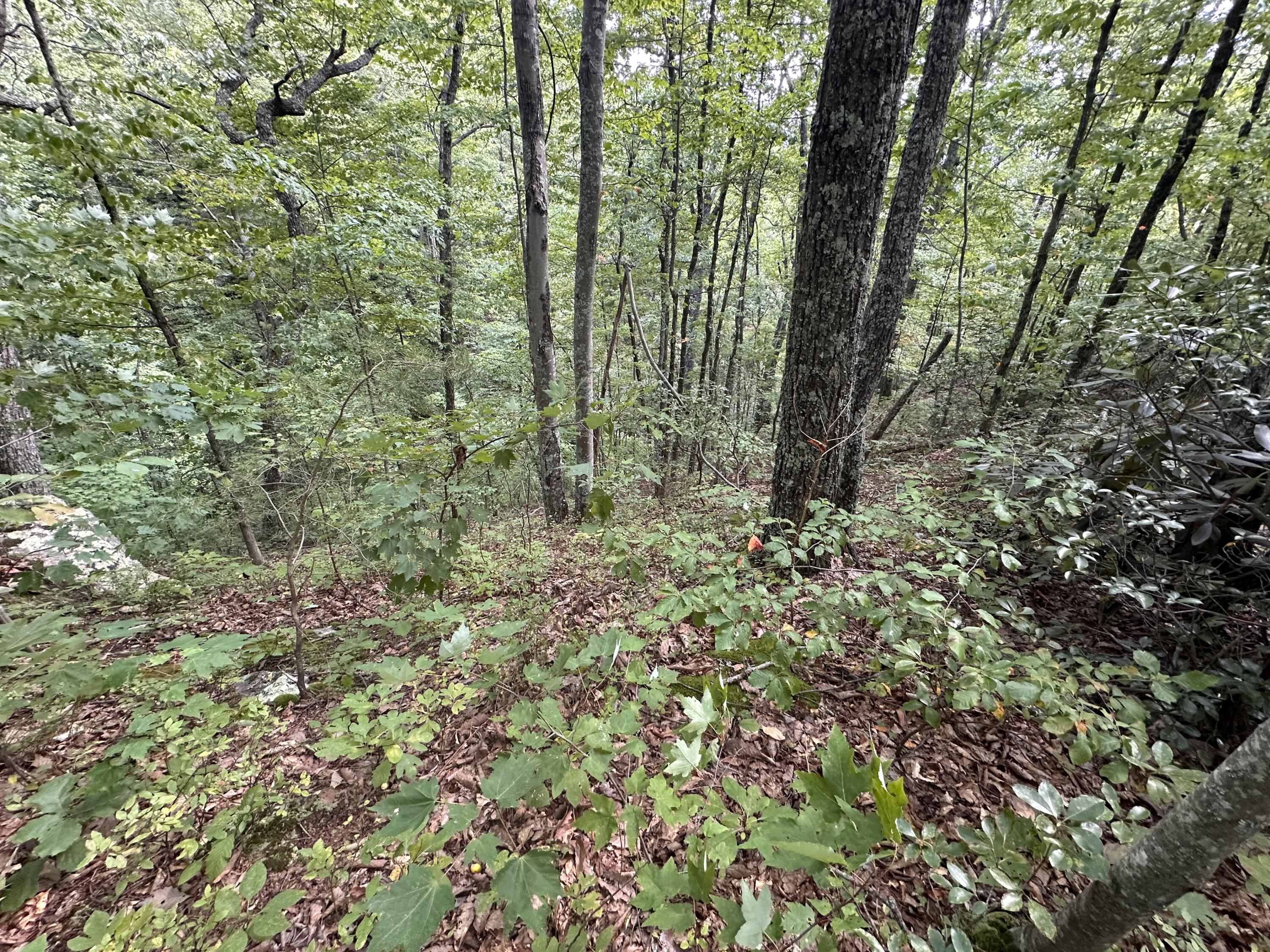 Lot 65 Green Bay Drive, Sevierville, Tennessee image 3