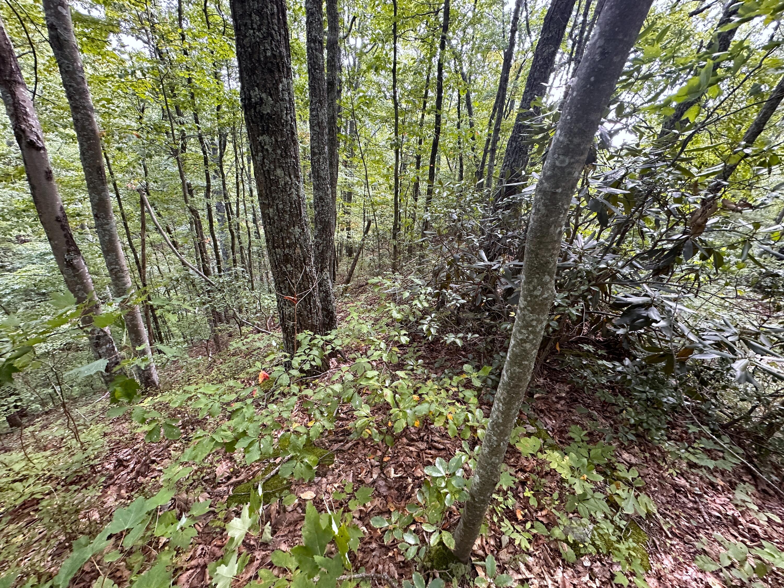 Lot 65 Green Bay Drive, Sevierville, Tennessee image 4