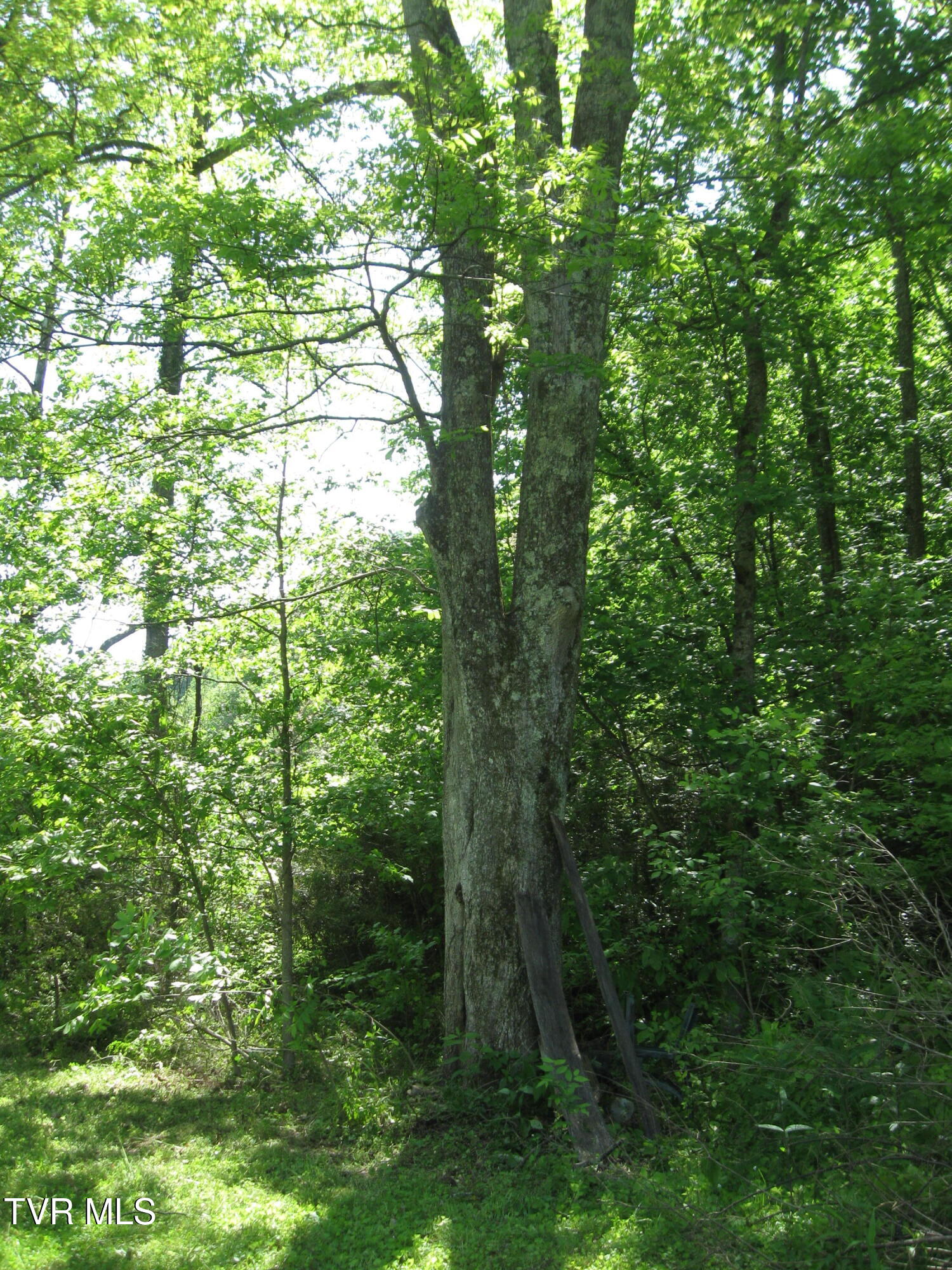 1795 Bear Hollow Road, Greeneville, Tennessee image 41