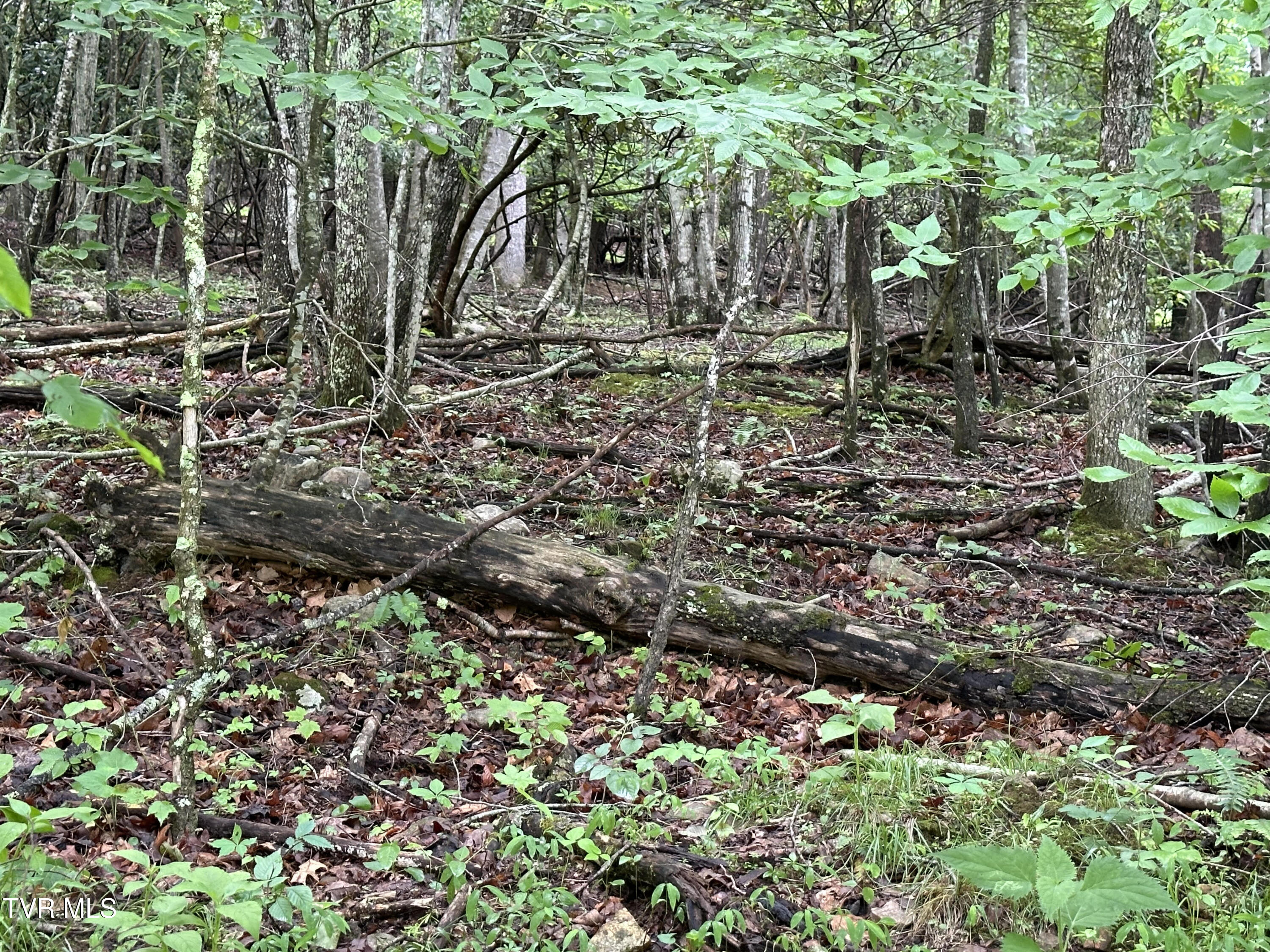 Lot 8 High Country Rd Pvt Road, Butler, Tennessee image 13