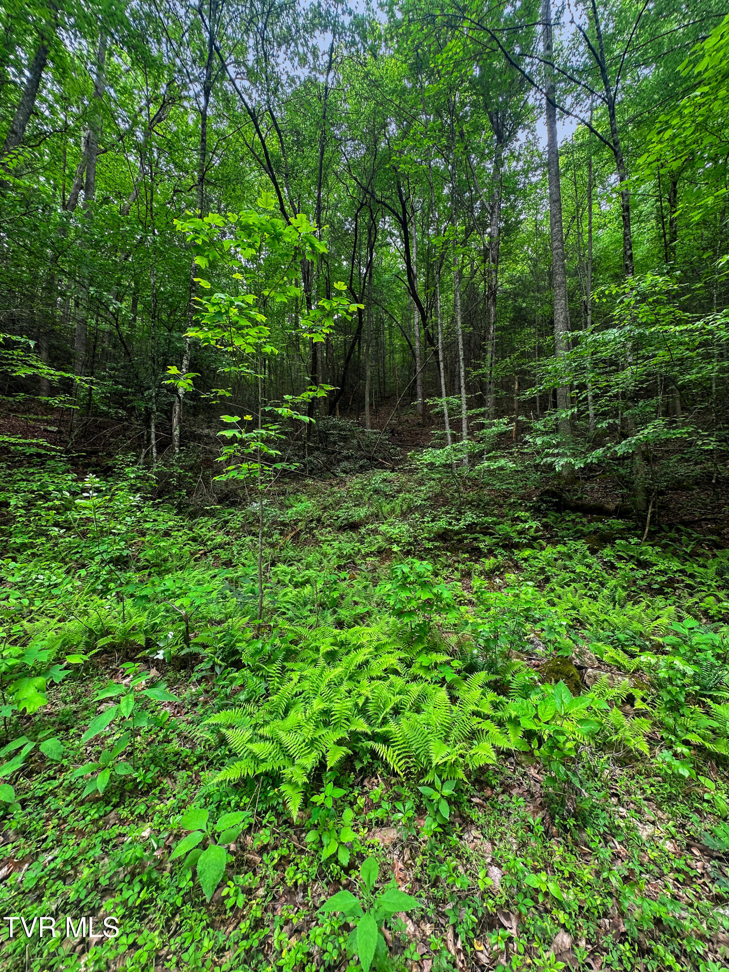 Tbd Paint Mtn Road, Greeneville, Tennessee image 10