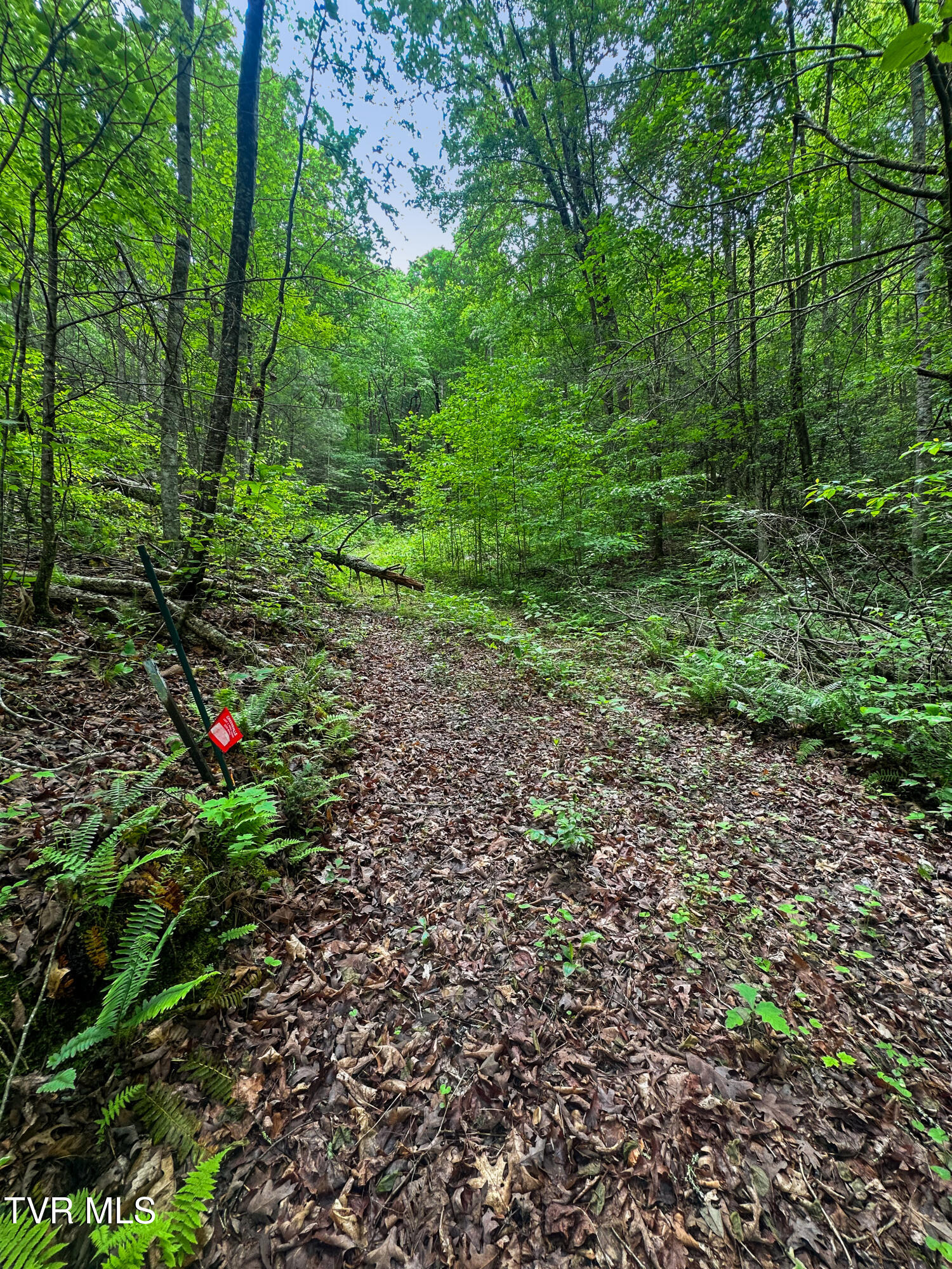 Tbd Paint Mtn Road, Greeneville, Tennessee image 9