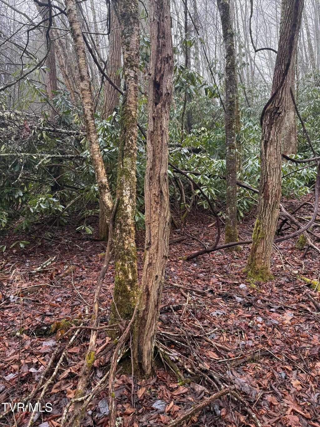 Photo of Tbd Stocton Road, Roan Mountain, TN 37687 (MLS # 9990114)