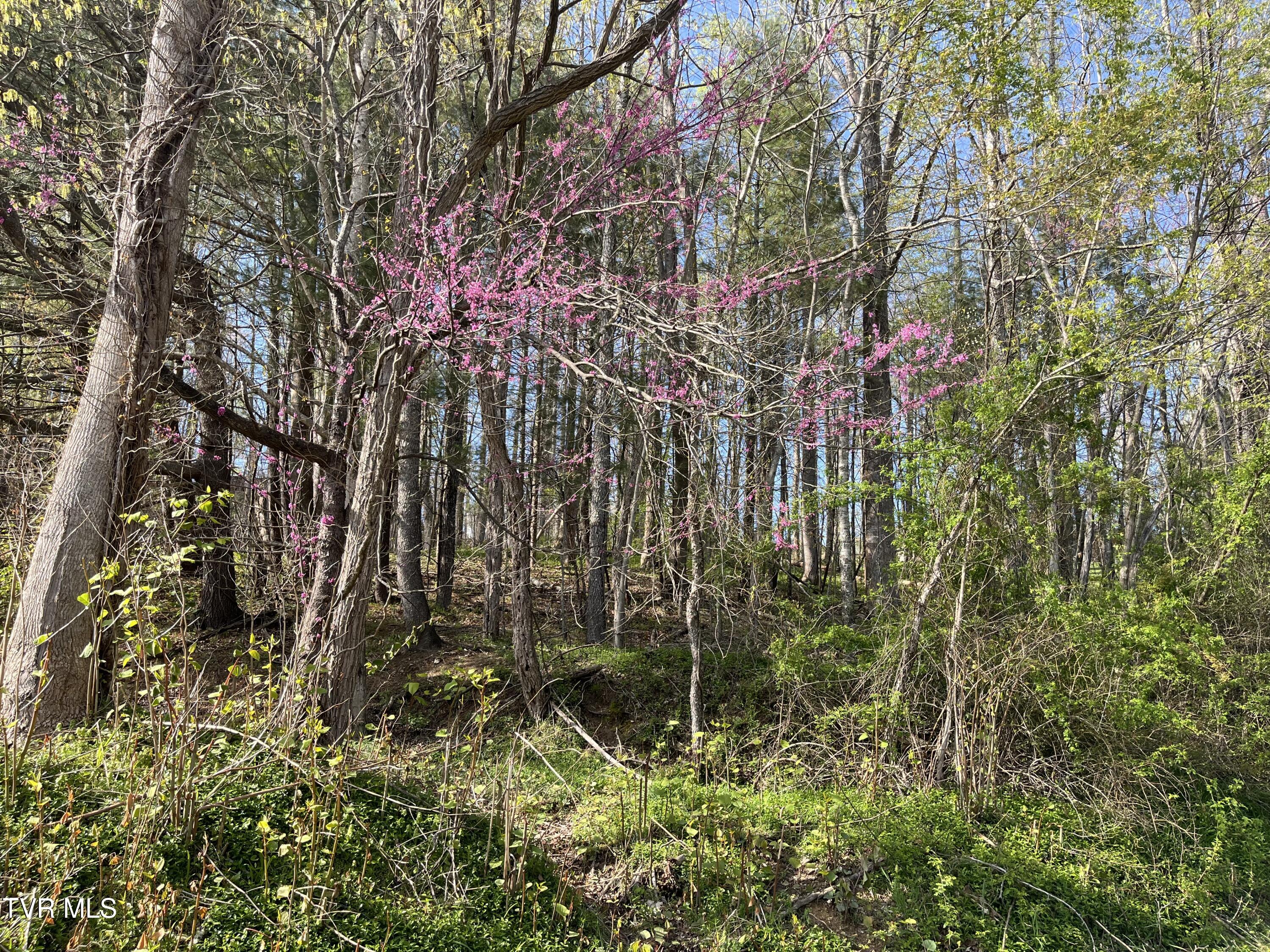 2 Lots Powell Valley Road Road, Big Stone Gap, Virginia image 2