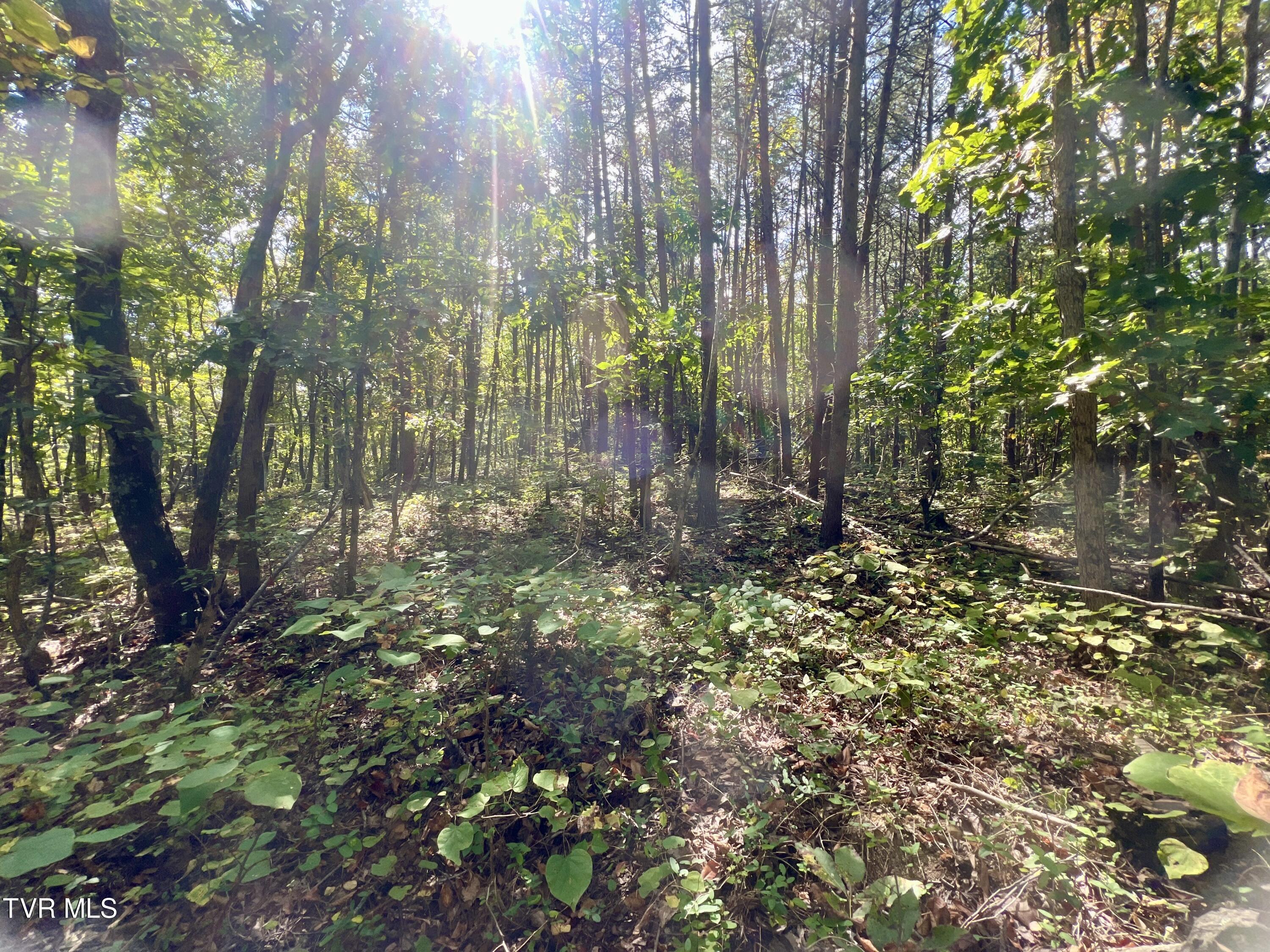 18.04/Ac Tbd Shipley Road, Greeneville, Tennessee image 10