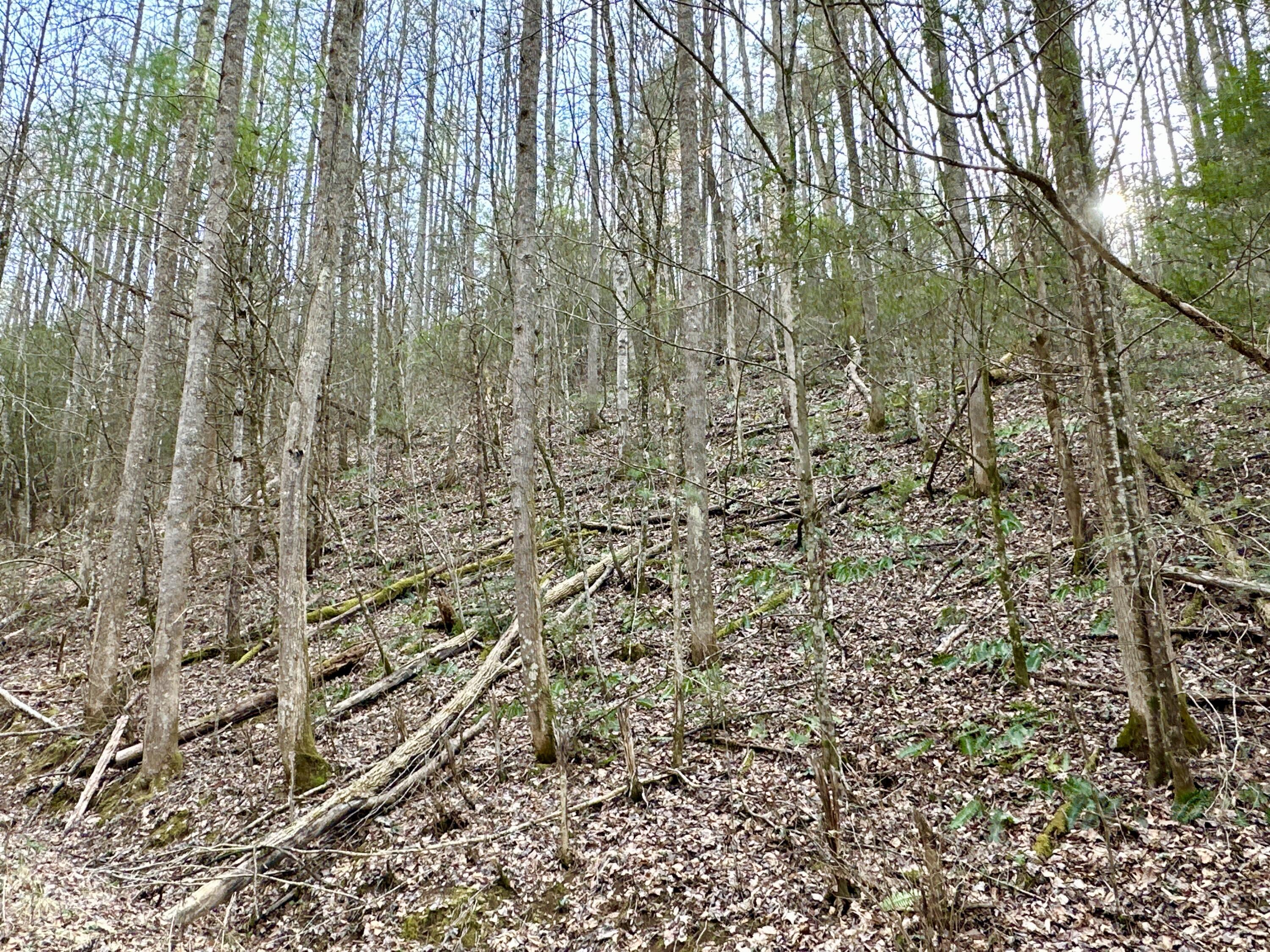 Lot 9 Clydesdale Way, Del Rio, Tennessee image 3