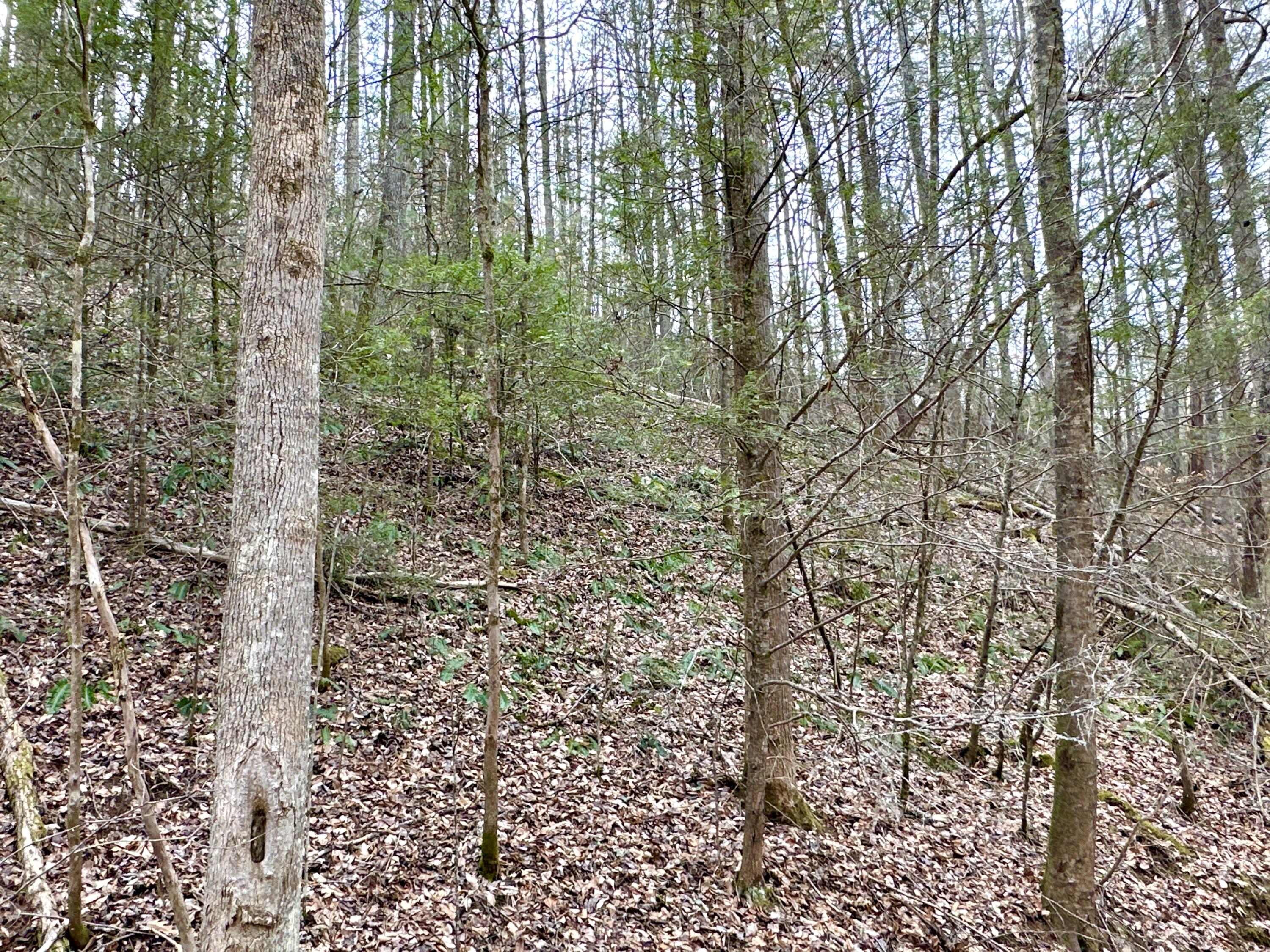 Lot 9 Clydesdale Way, Del Rio, Tennessee image 2
