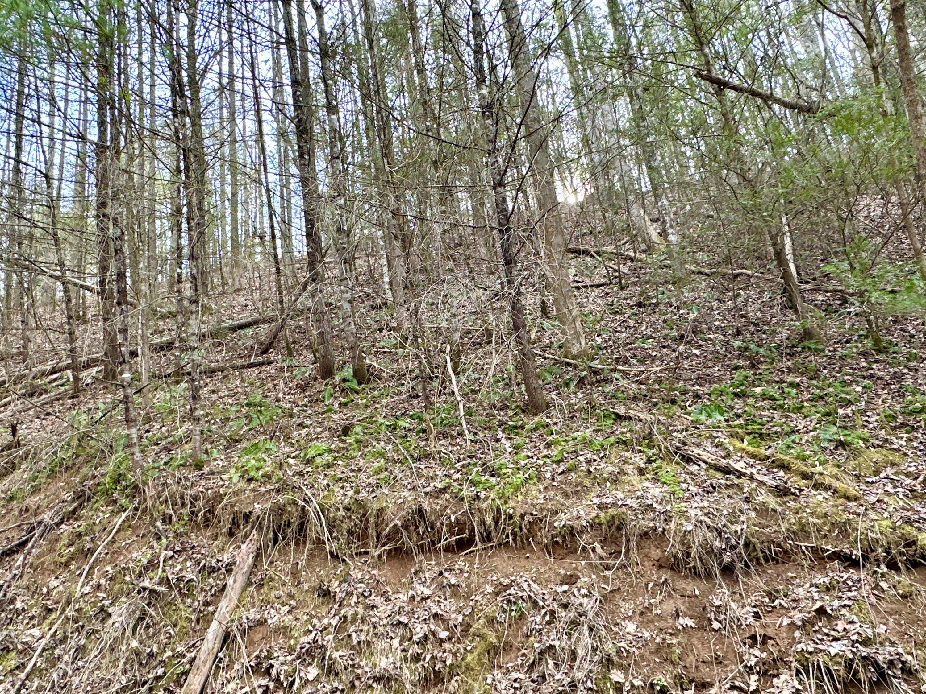 Lot 9 Clydesdale Way, Del Rio, Tennessee image 5