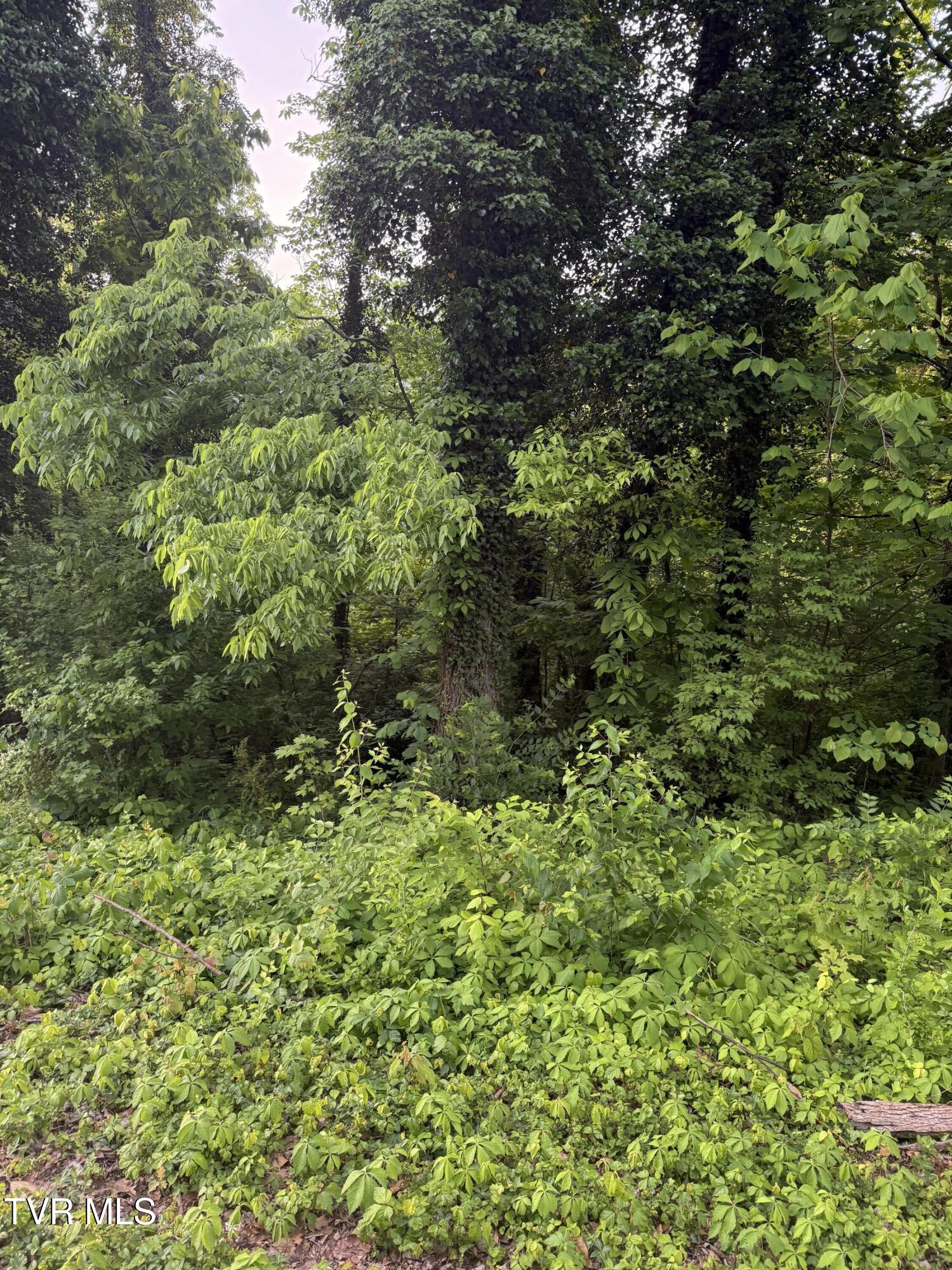 Lot 16 Ashley Street, Kingsport, Tennessee image 4