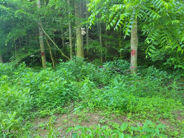 985 Copperhead Hollow Road, Mountain City, Tennessee image 6