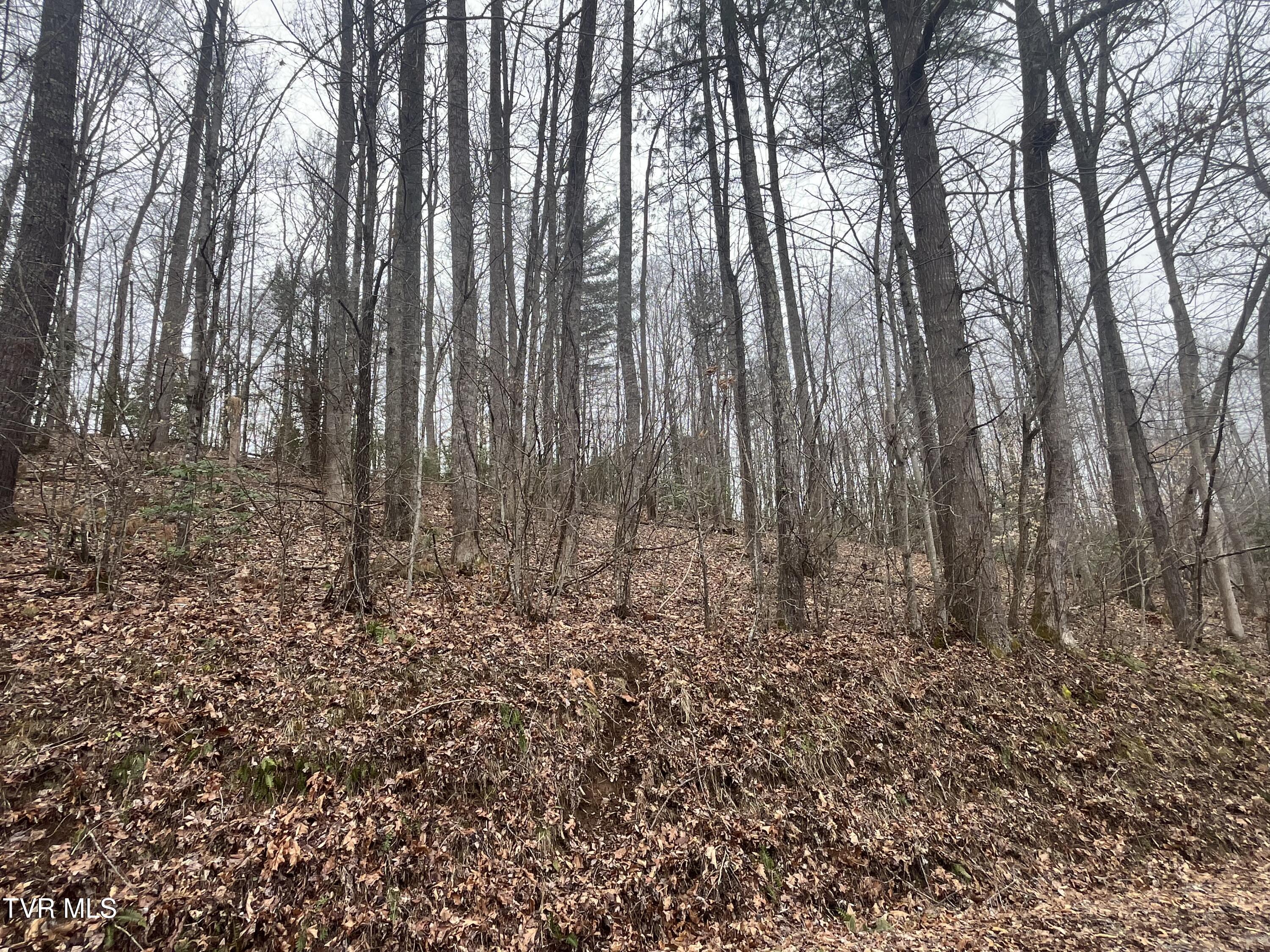 Tbd N. Dugger Road, Butler, Tennessee image 5