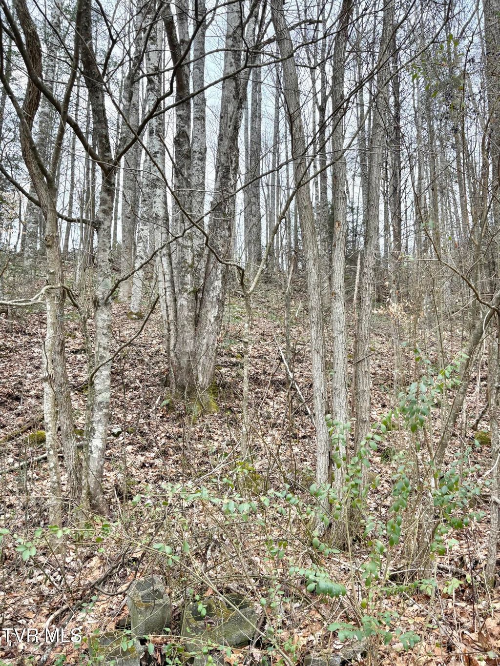 Photo of 30 Gene Drive, Butler, TN 37640 (MLS # 9991805)