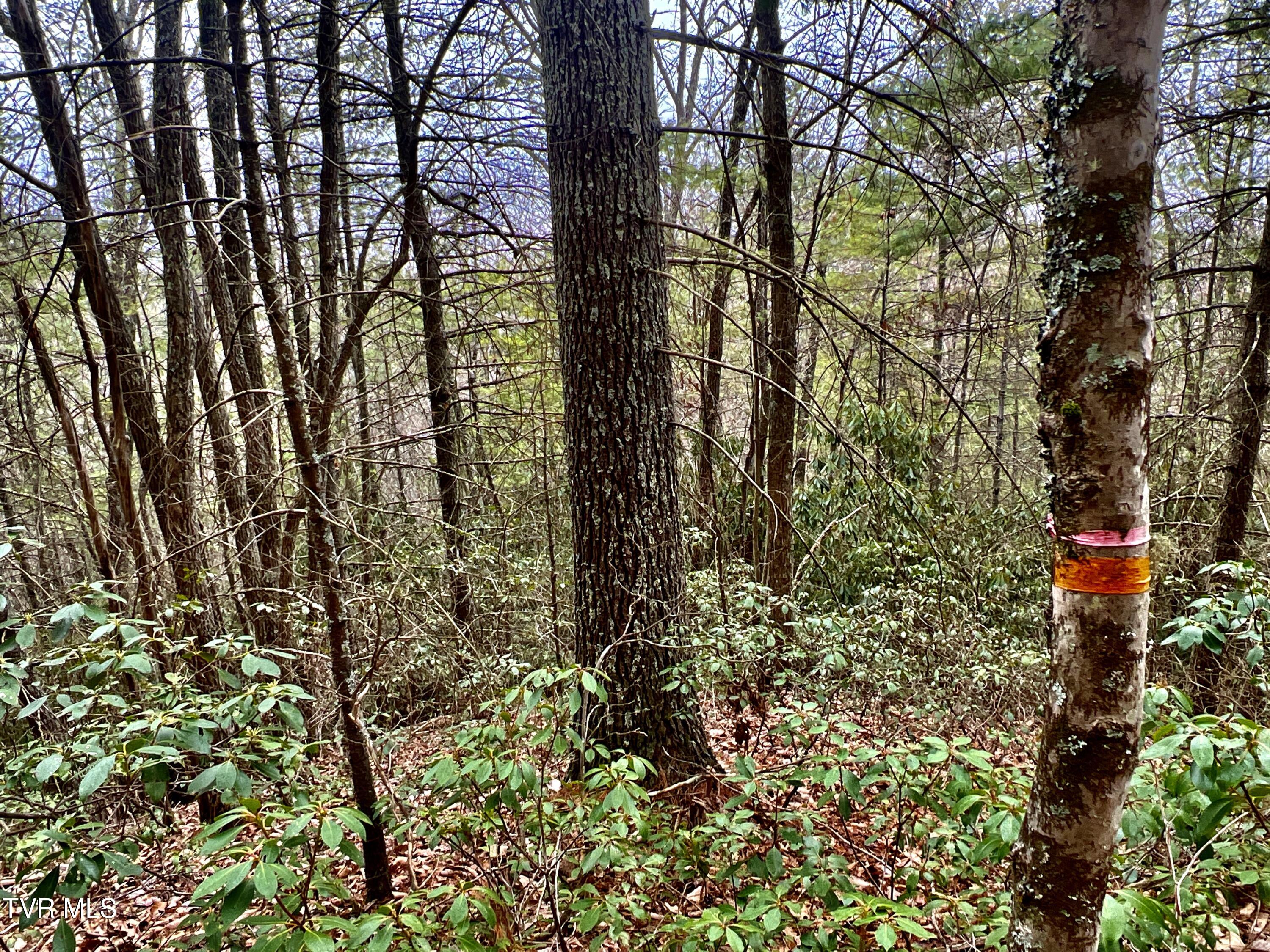 104ac Tbd Fire Tower Road, Mountain City, Tennessee image 43