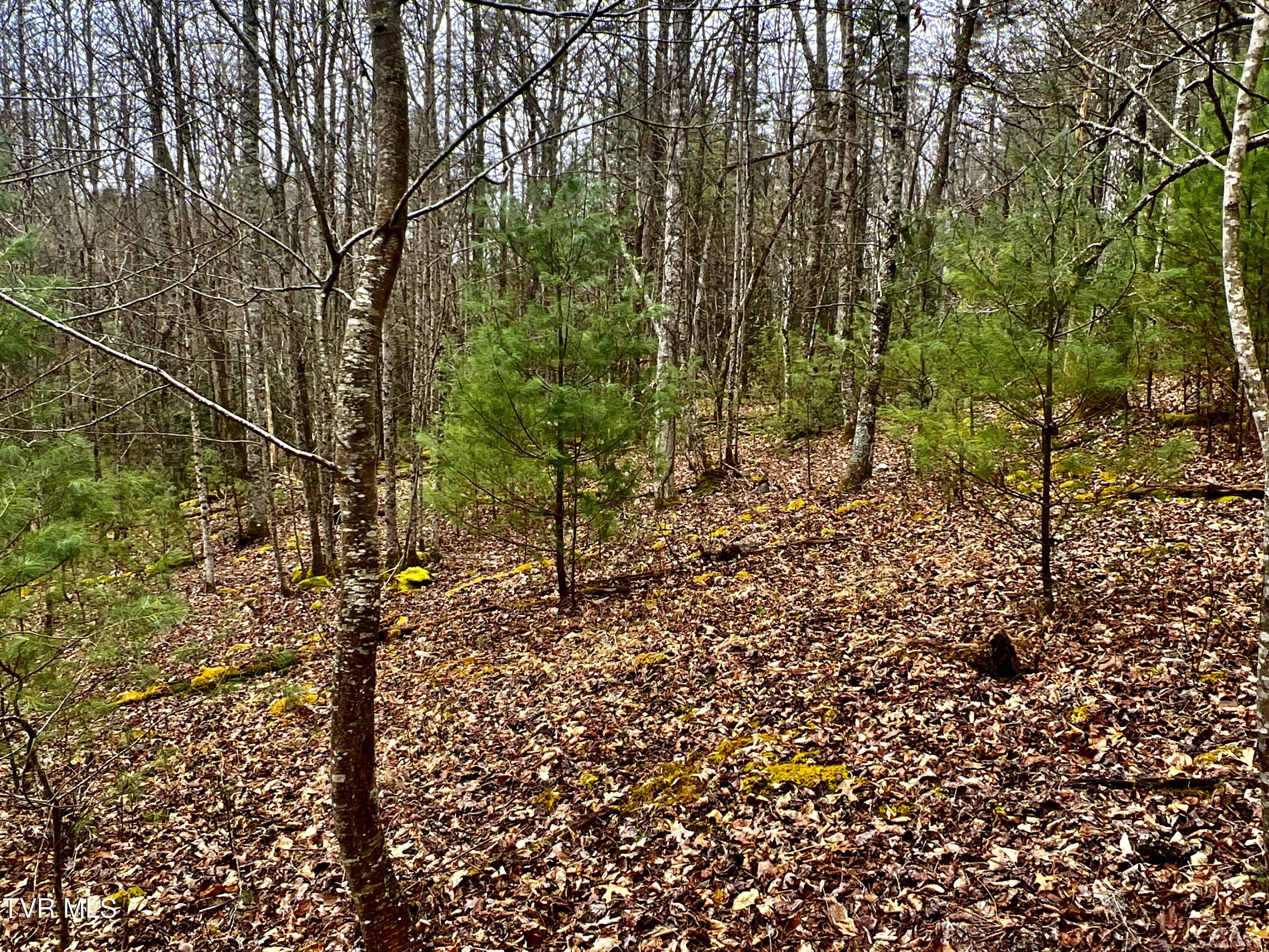 104ac Tbd Fire Tower Road, Mountain City, Tennessee image 40