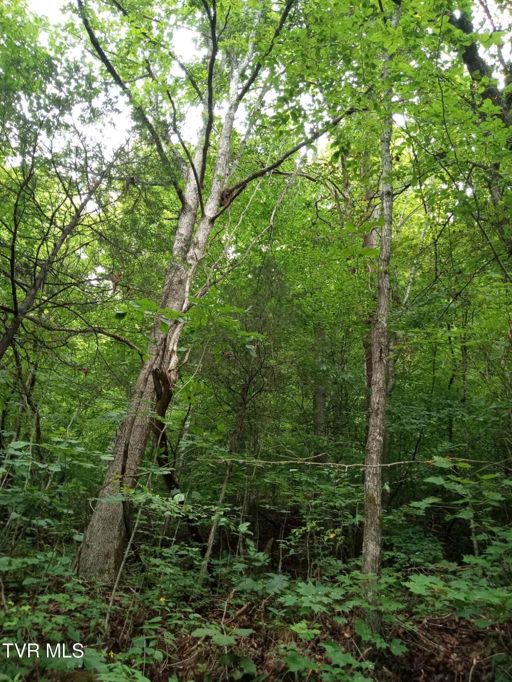 Photo of 520 Byrd Creek Road, Sneedville, TN 37869 (MLS # 9999306)