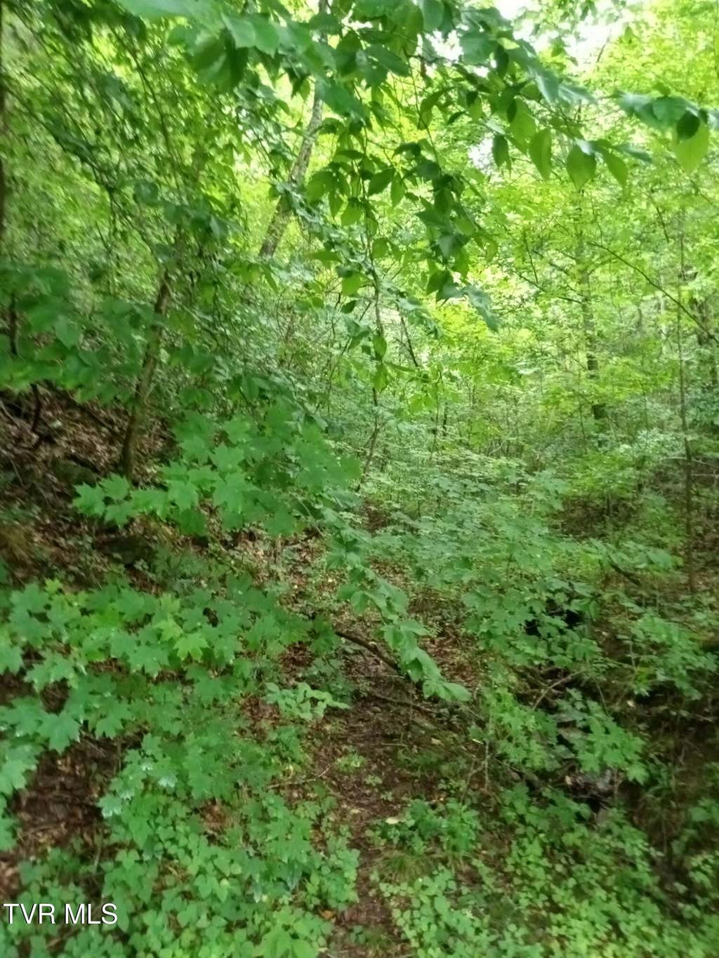 Photo of 520 Byrd Creek Road, Sneedville, TN 37869 (MLS # 9999306)