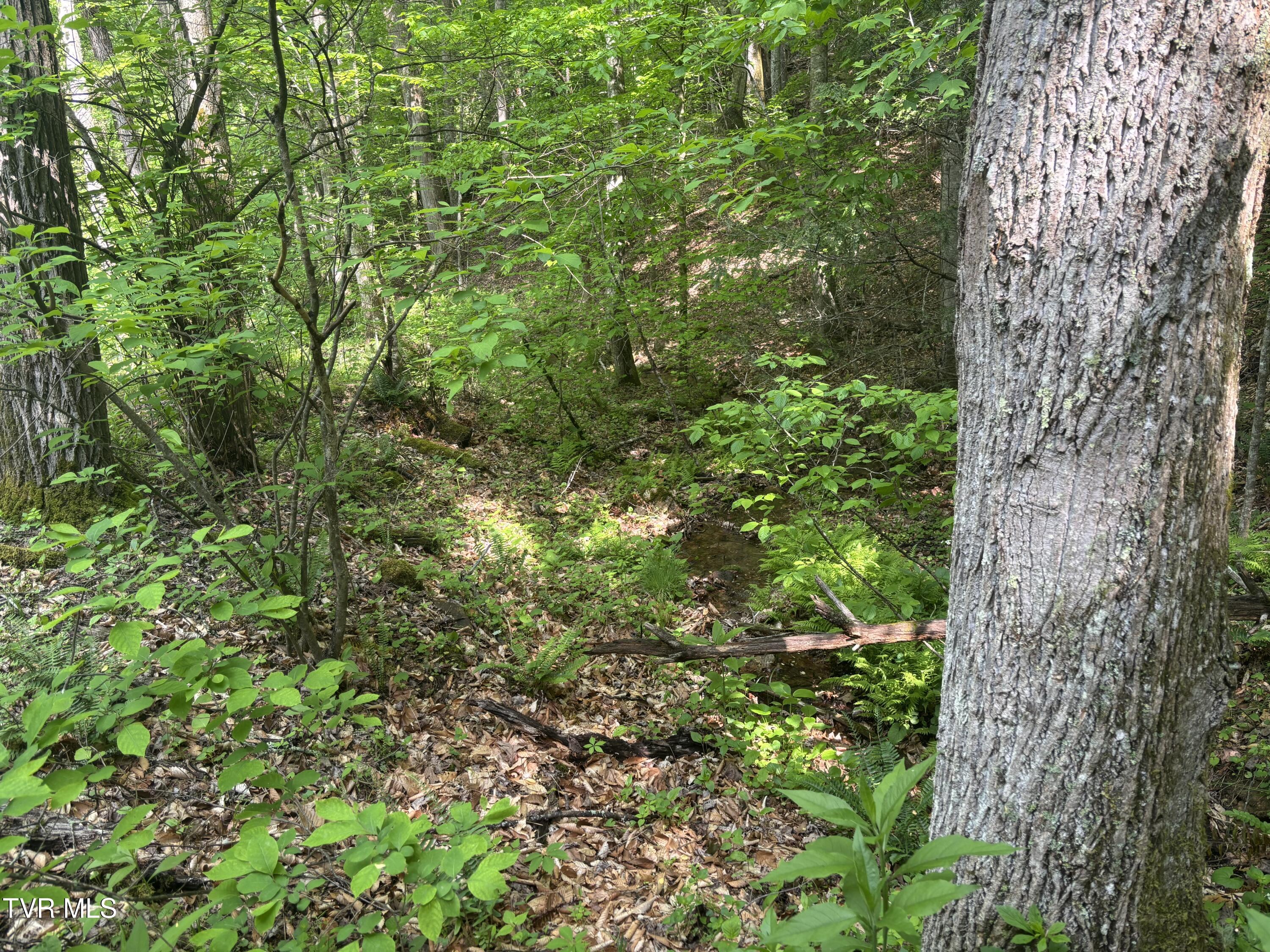 Lot 6b Of Roan Creek Road, Butler, Tennessee image 1