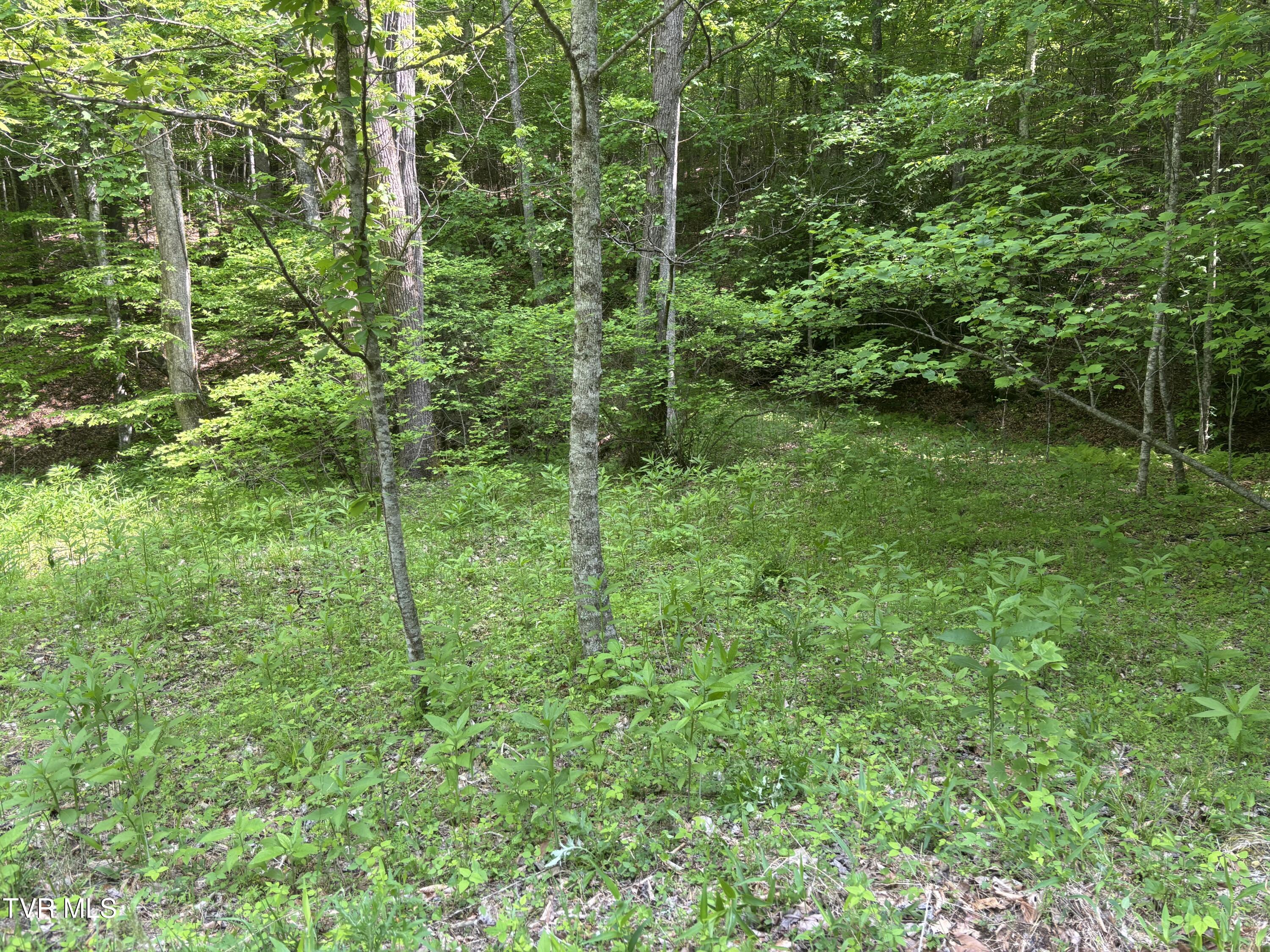 Lot 6b Of Roan Creek Road, Butler, Tennessee image 6