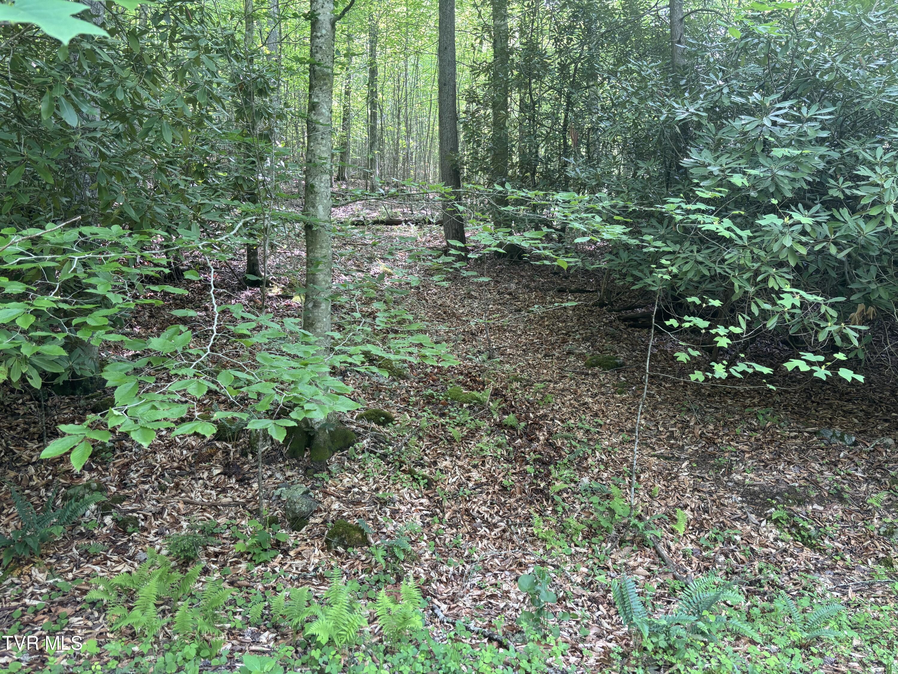 Lot 6b Of Roan Creek Road, Butler, Tennessee image 3