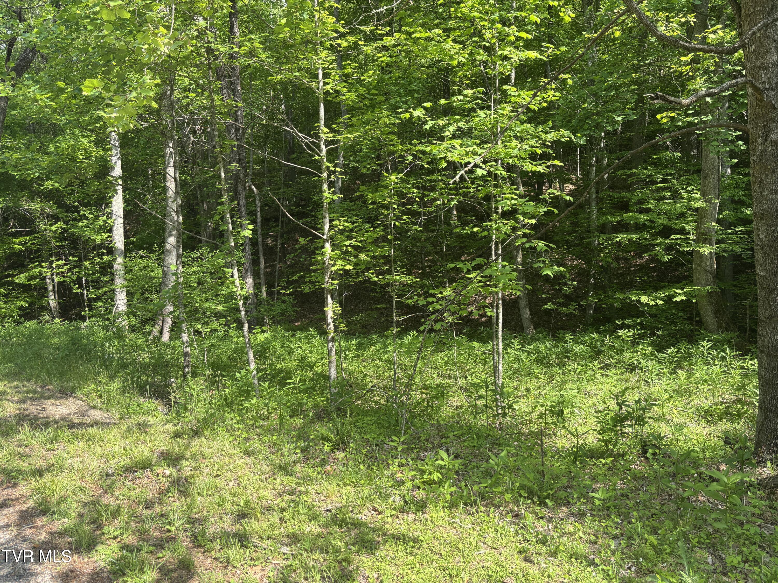 Lot 6b Of Roan Creek Road, Butler, Tennessee image 8