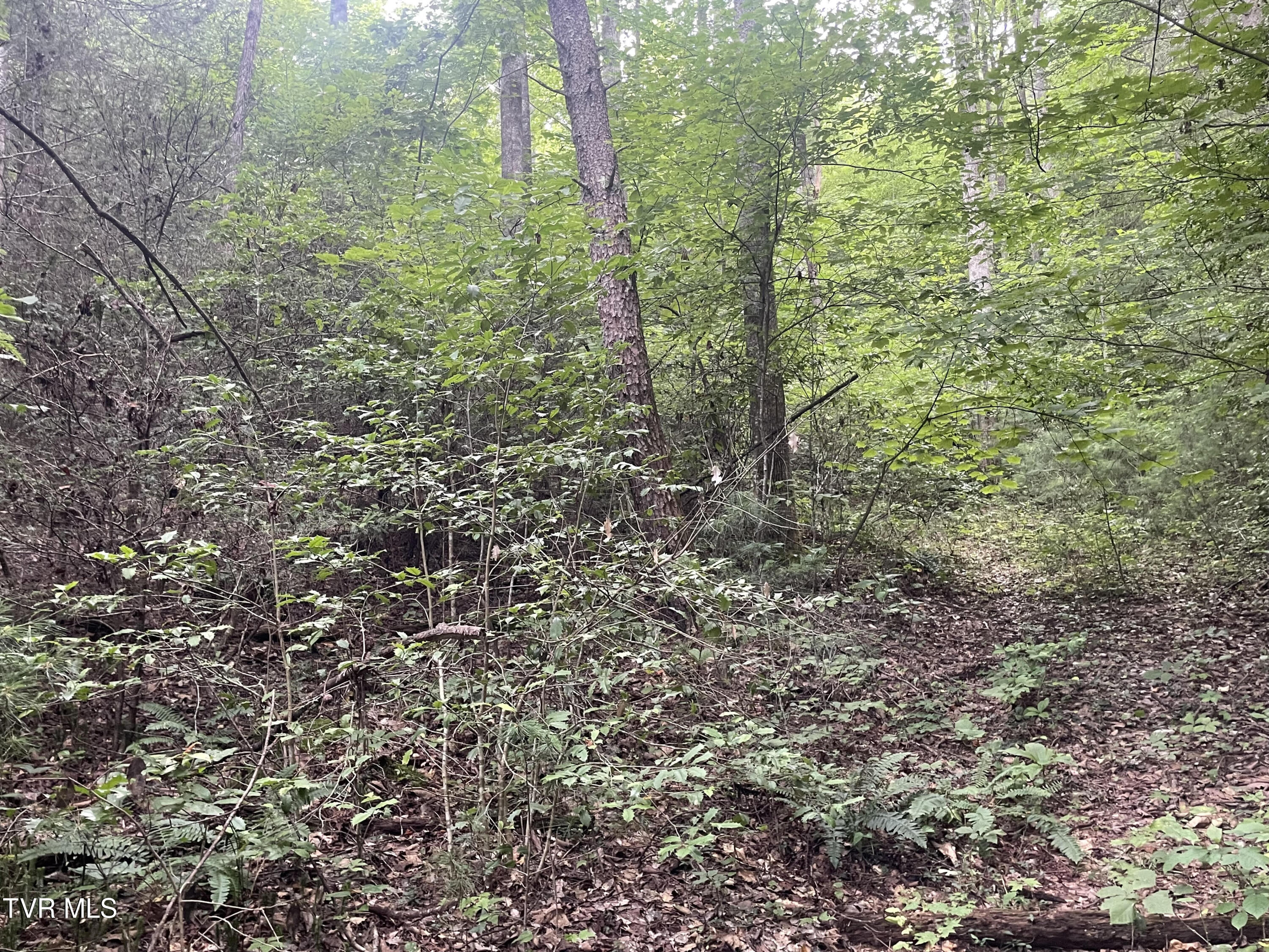 172 Carl Taylor Road, Elizabethton, Tennessee image 3